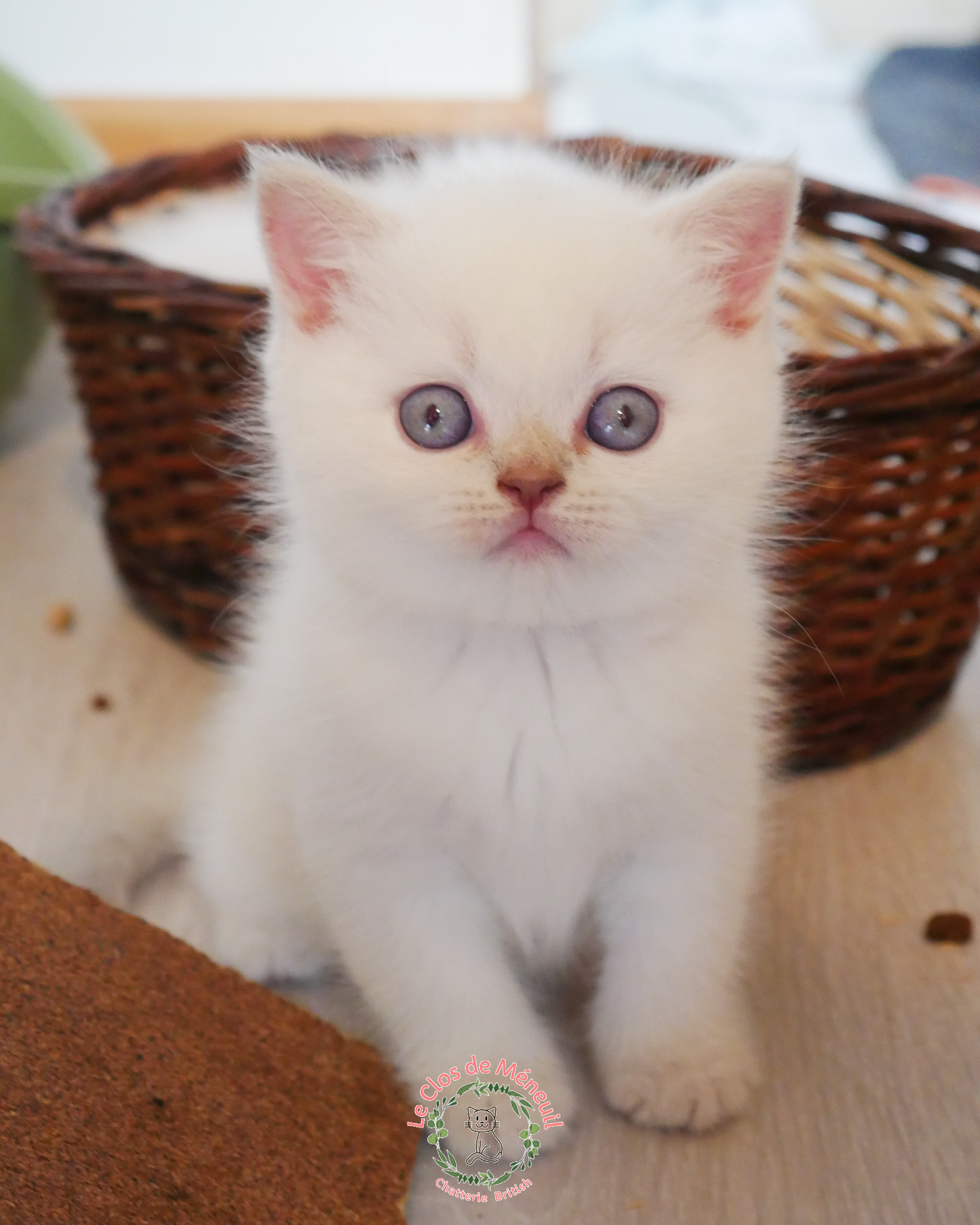 Lilas tabby 6 sem 1 