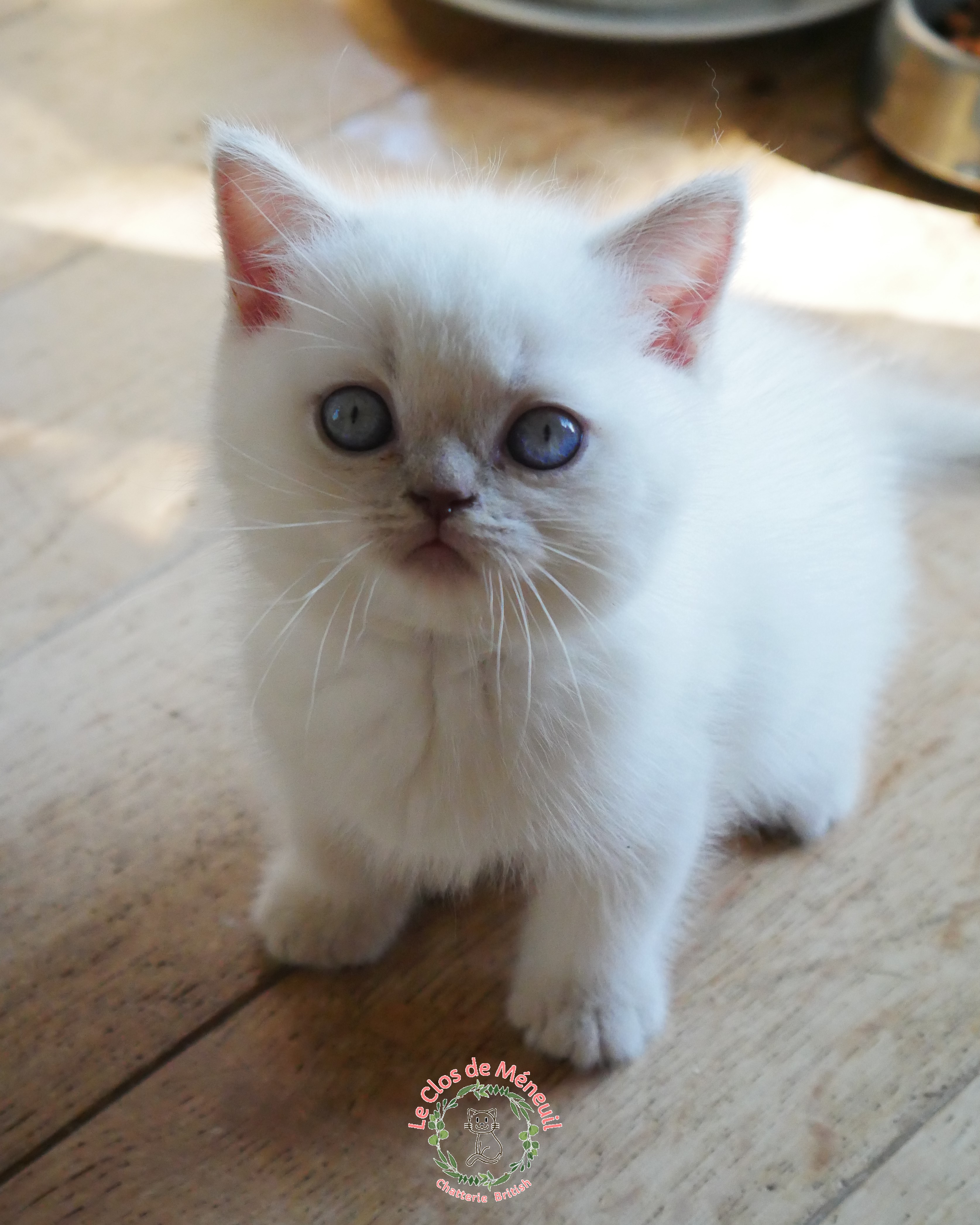 Lilas tabby 7 sem 4 