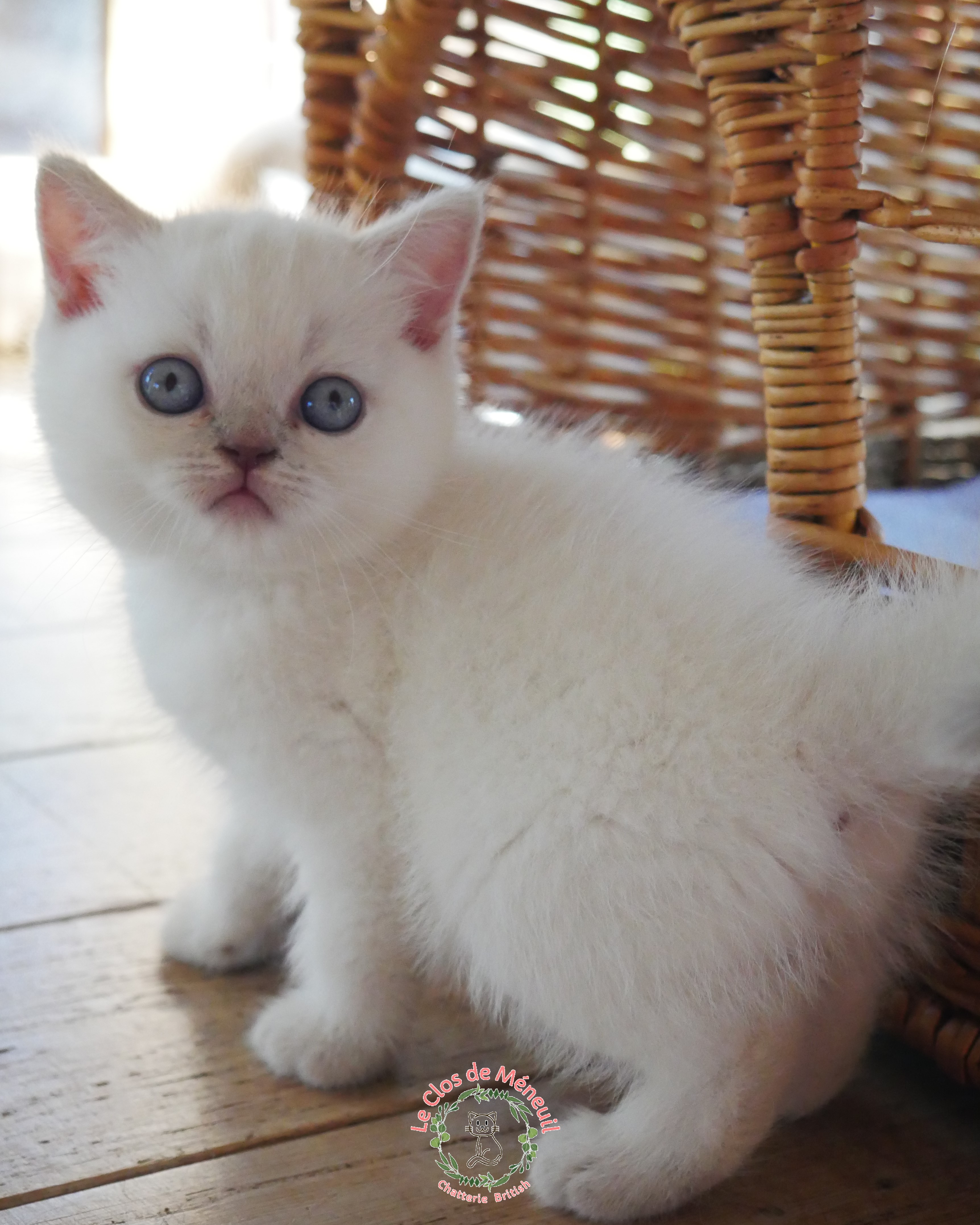 Lilas tabby 7 sem 3 
