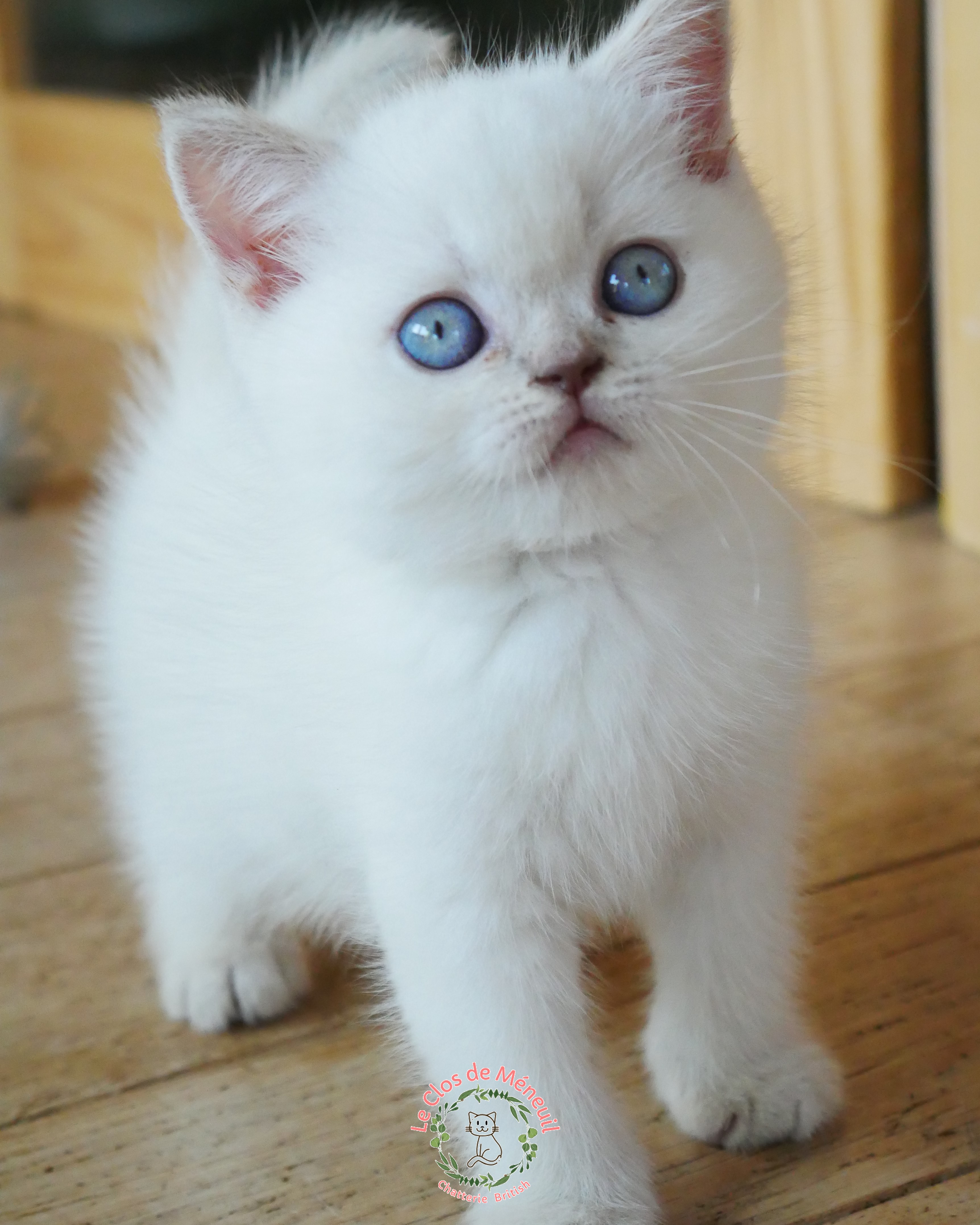 Lilas tabby 7 sem 1 
