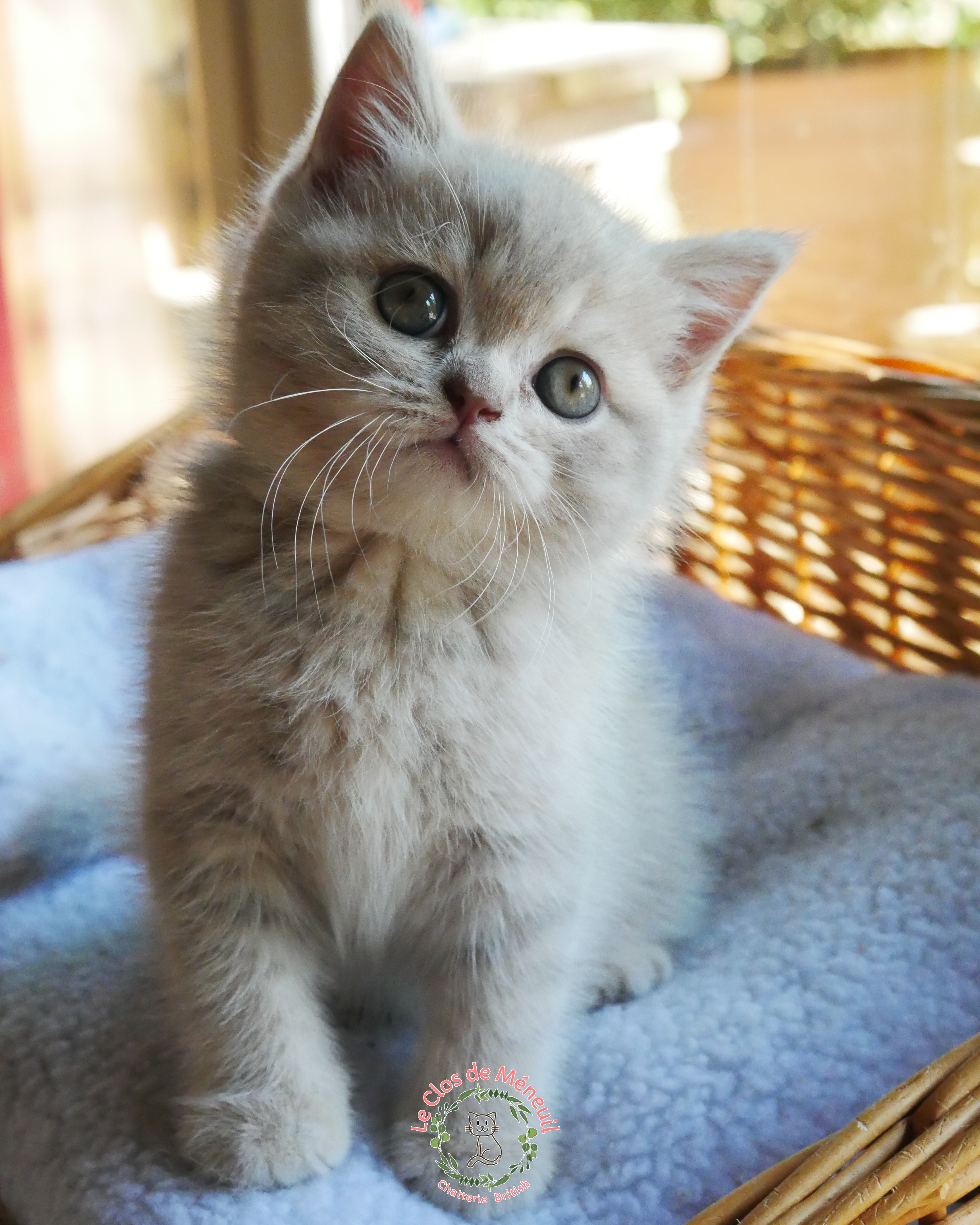 Tabby fem 7 sem 1 