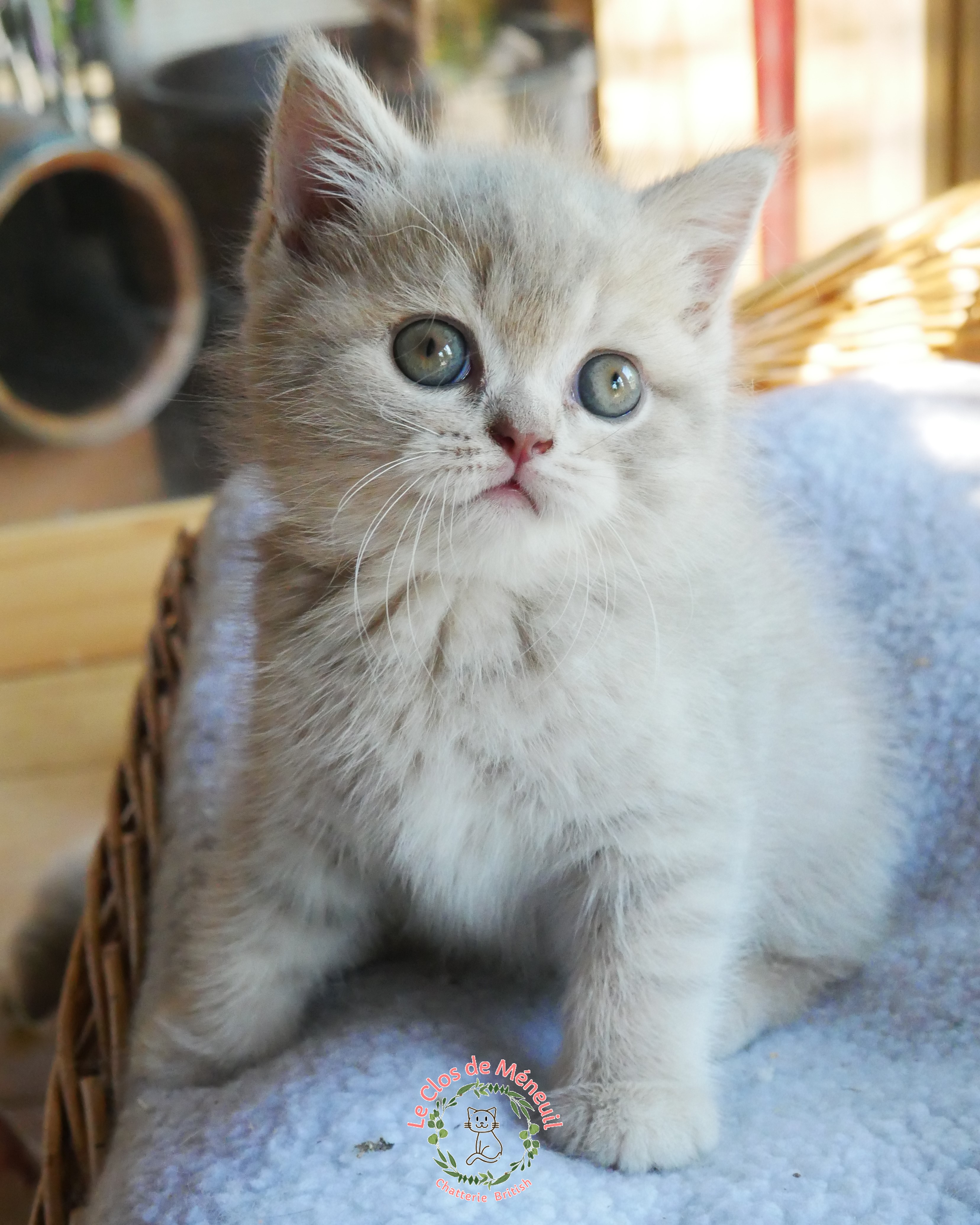 Tabby fem 7 sem 5 
