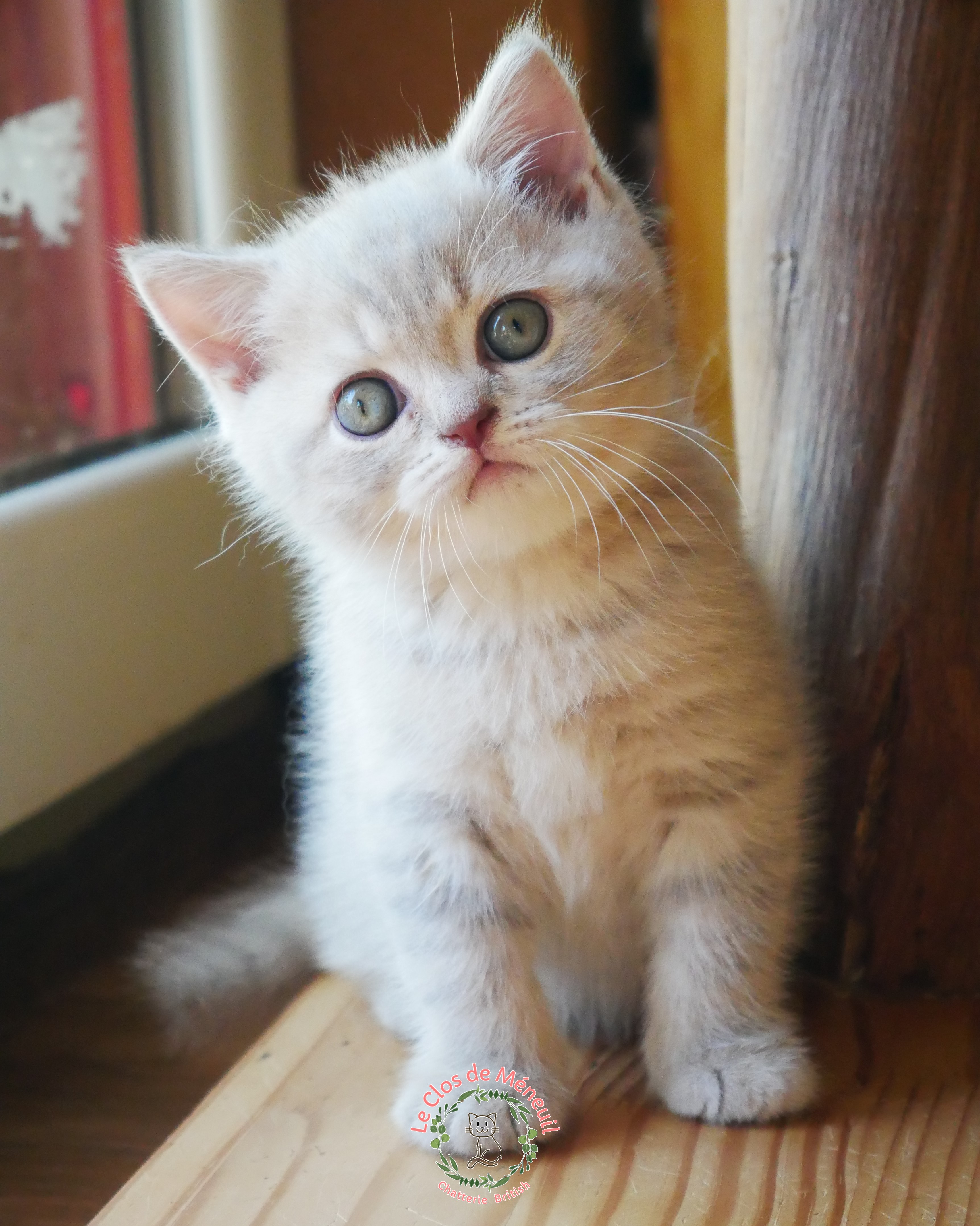 Tabby m 7 sem 5 