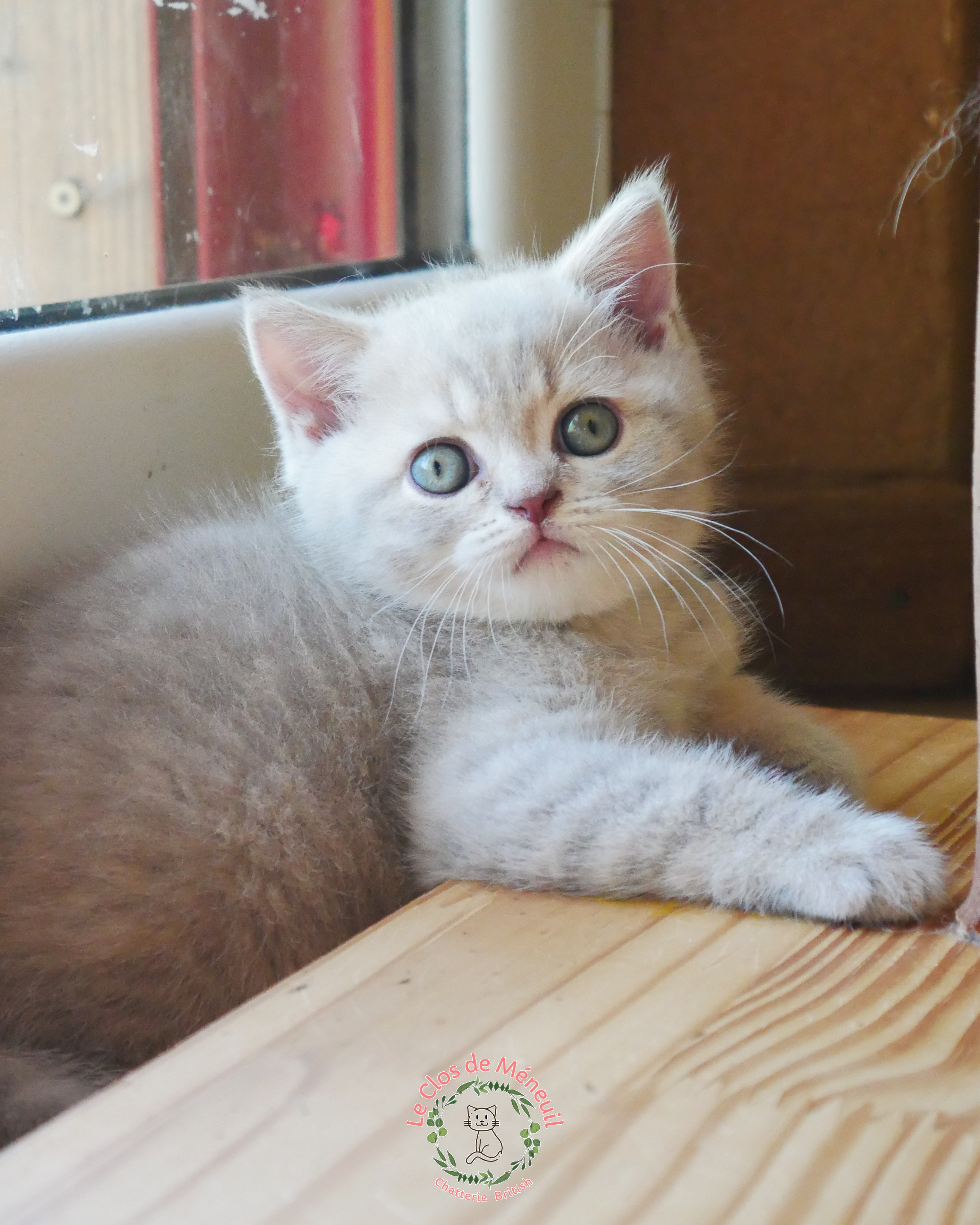 Tabby m 7 sem 4 