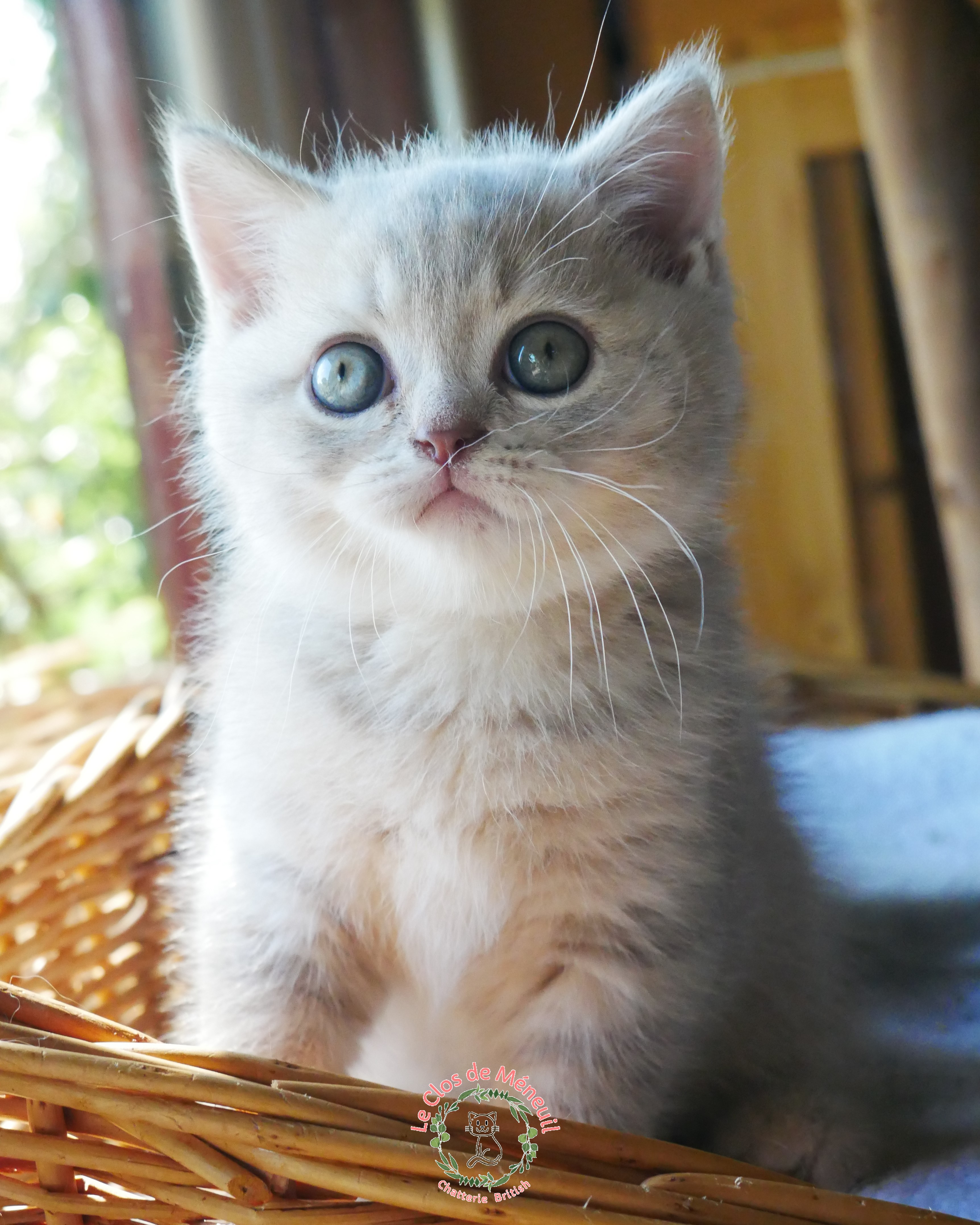 Tabby m 7 sem 6 
