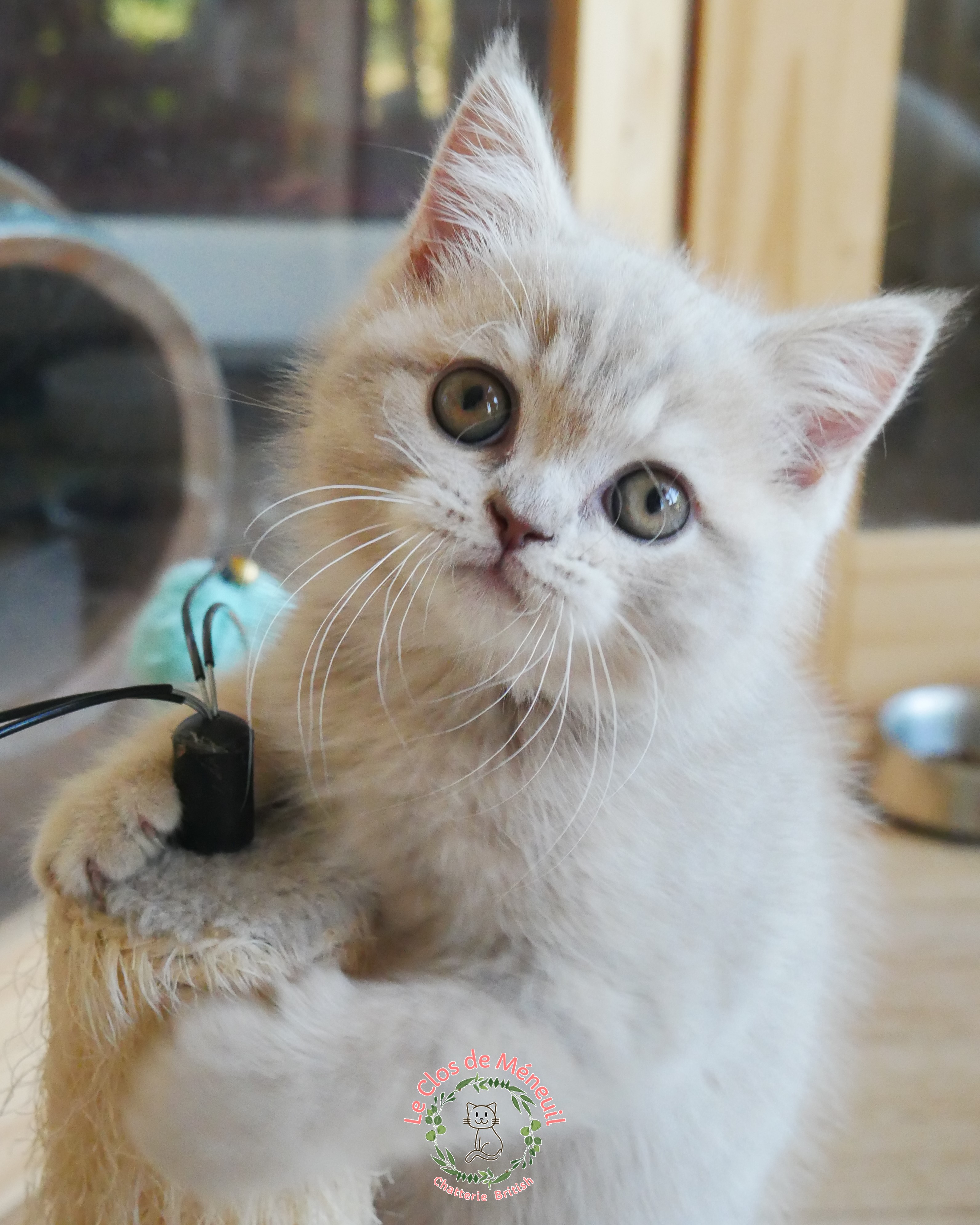Tabby fem 9 sem 7 