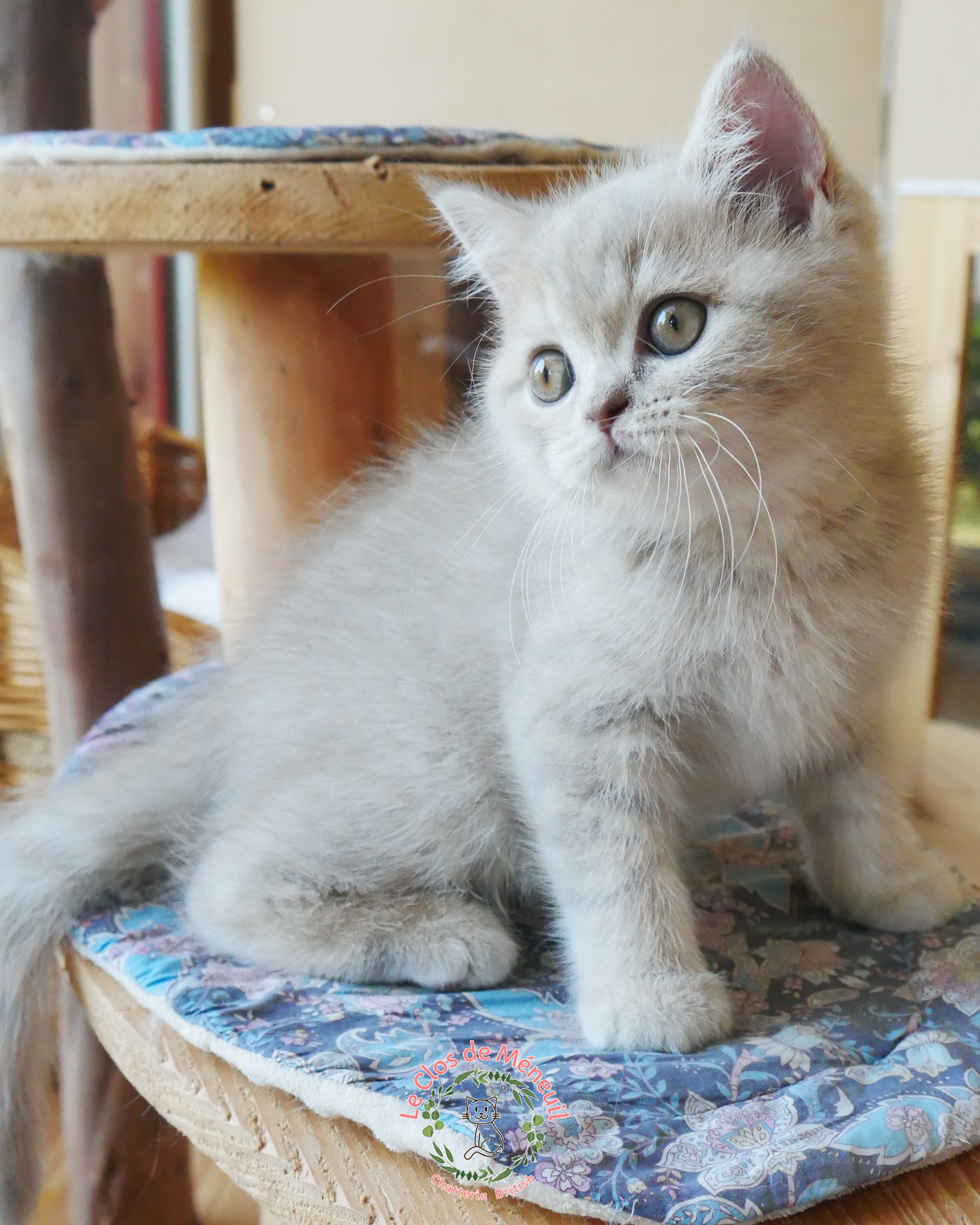 Tabby fem 9 sem 6 