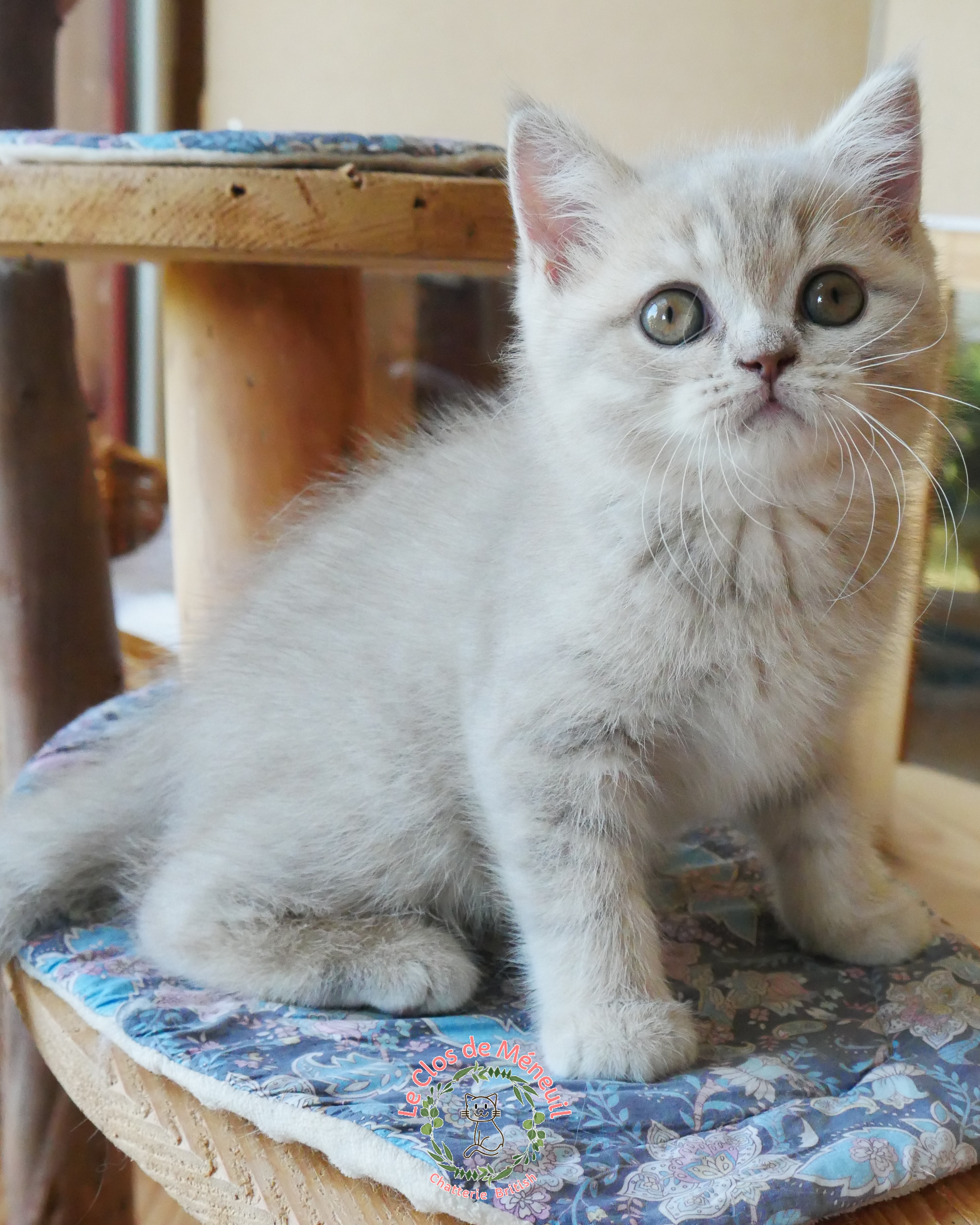 Tabby fem 9 sem 5 