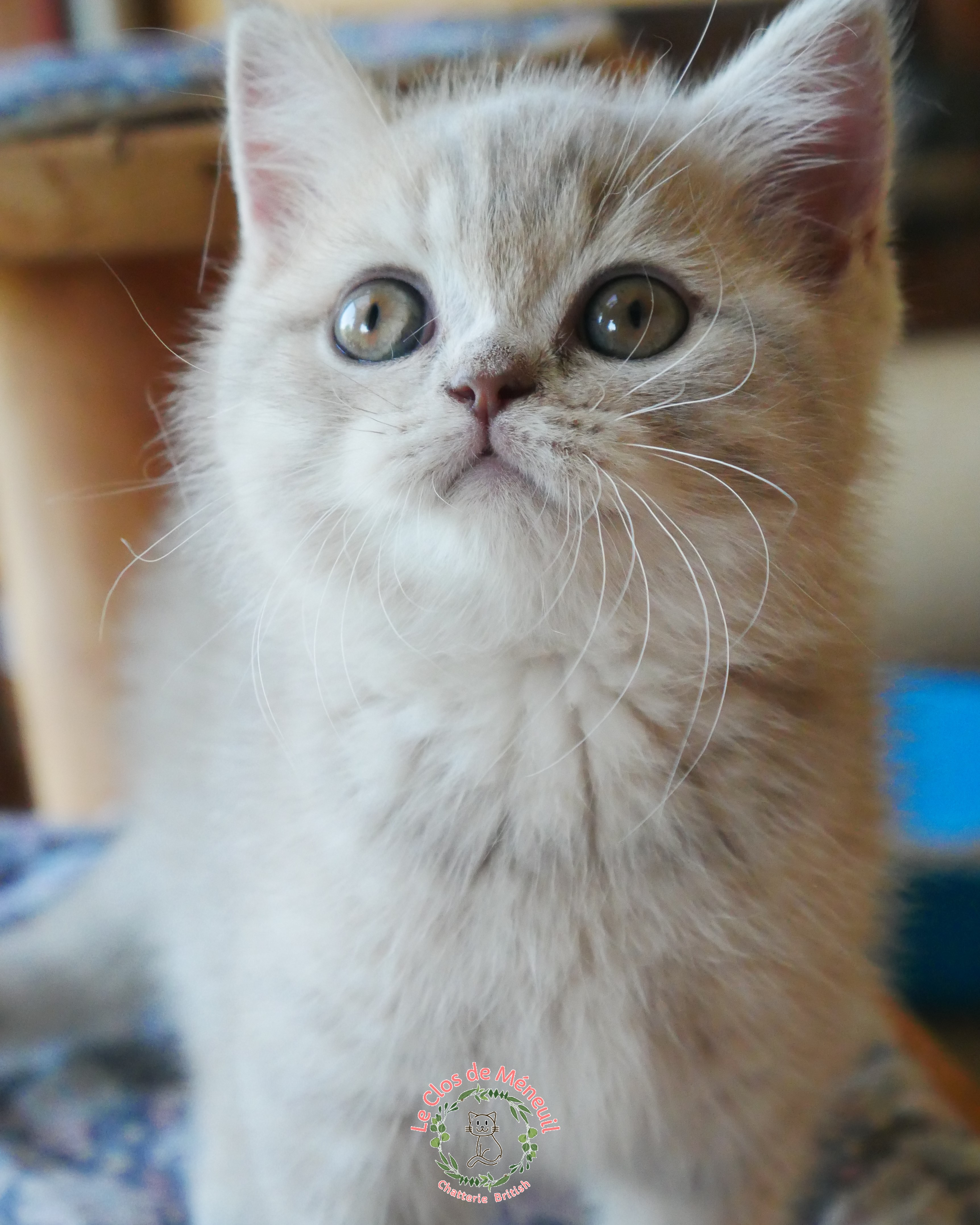 Tabby fem 9 sem 3 