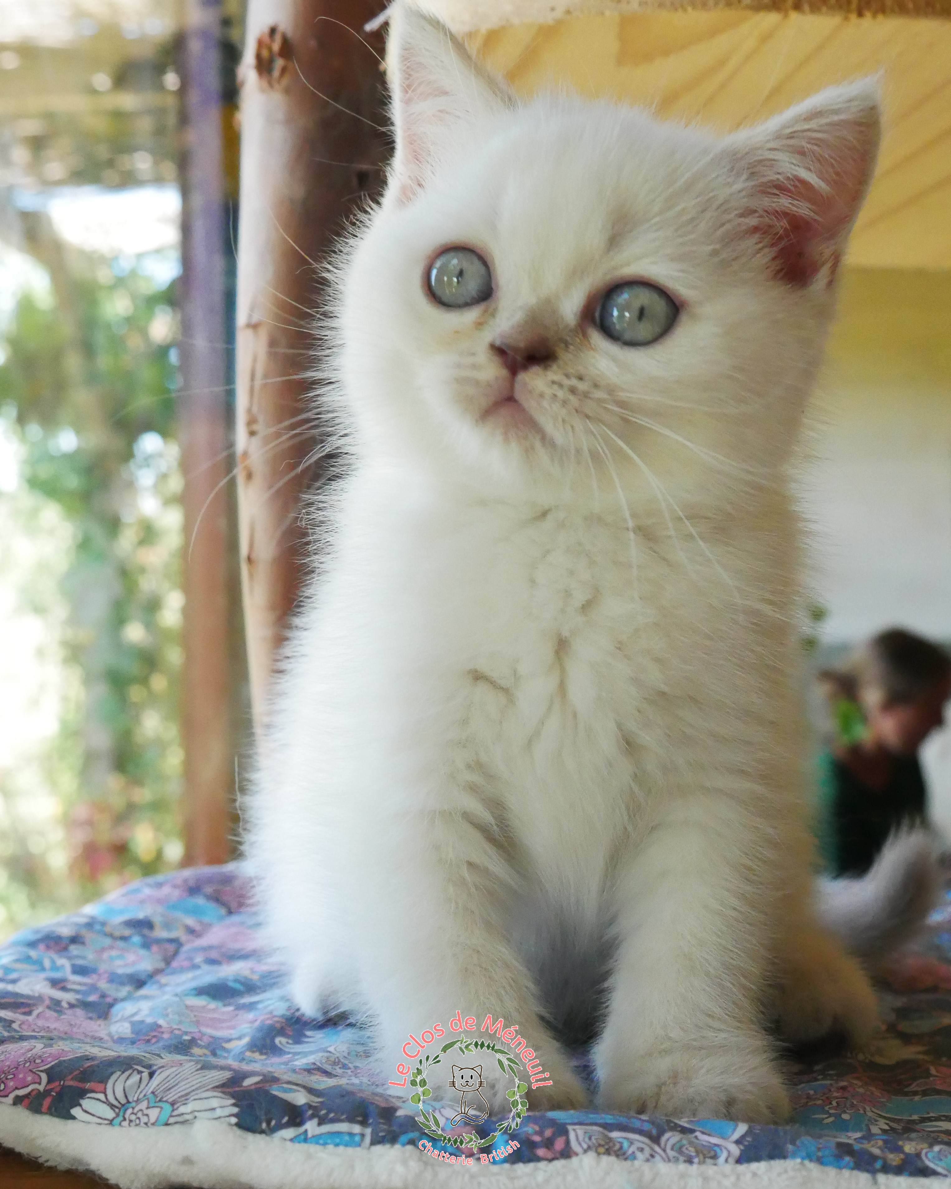Lilas tabby 9 sem 7 