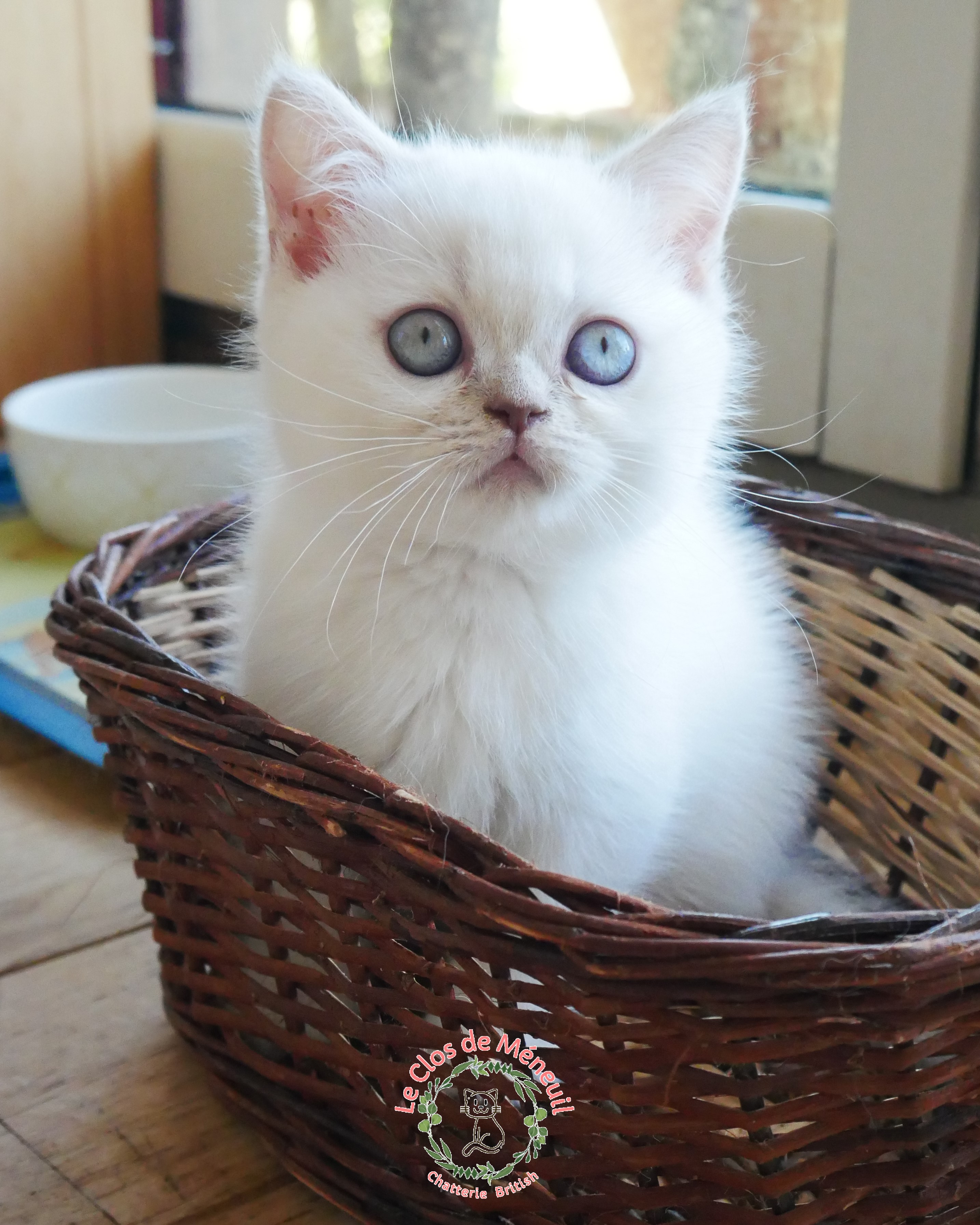 Lilas tabby 9 sem 5 