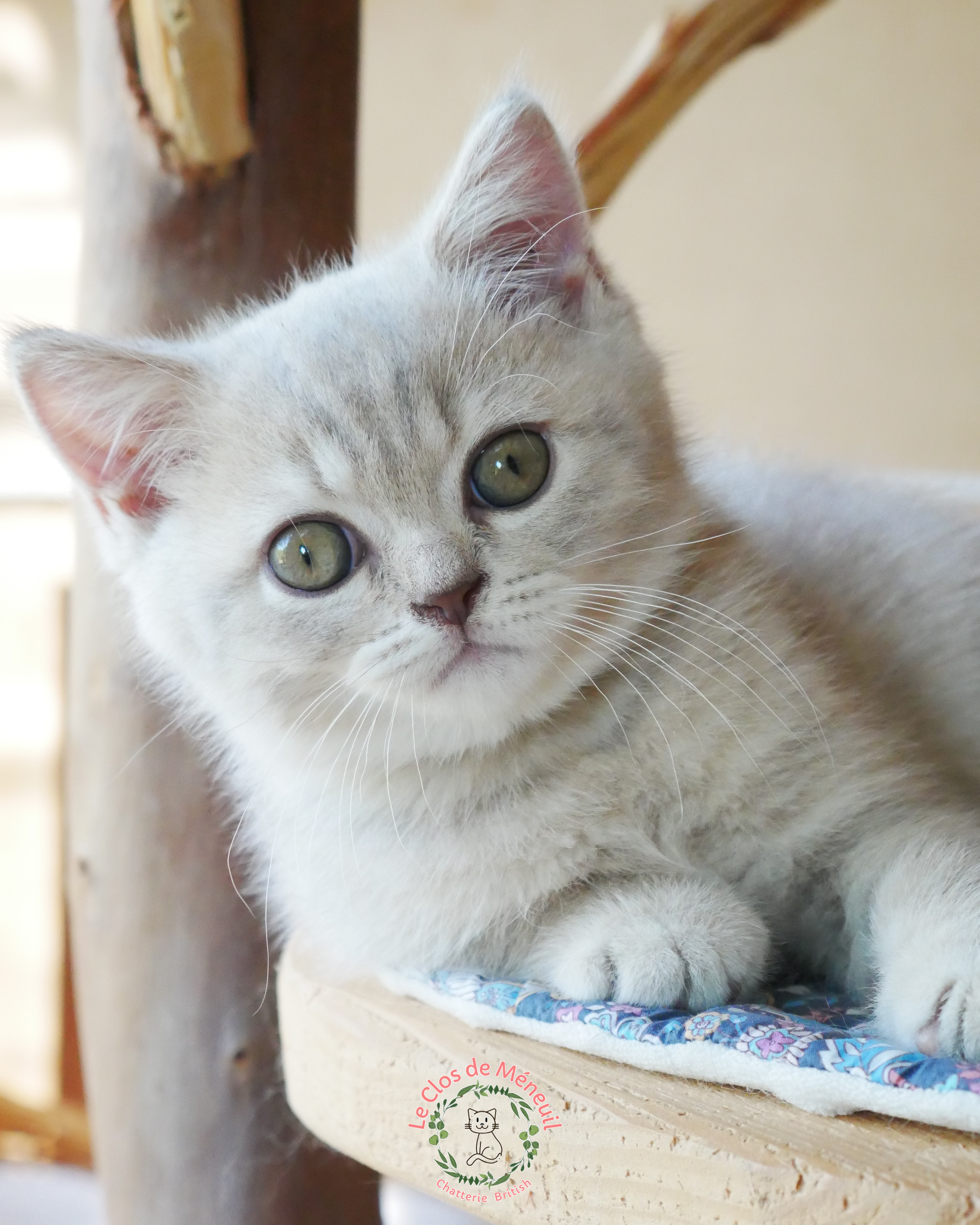 Tabby m 9 sem 4 