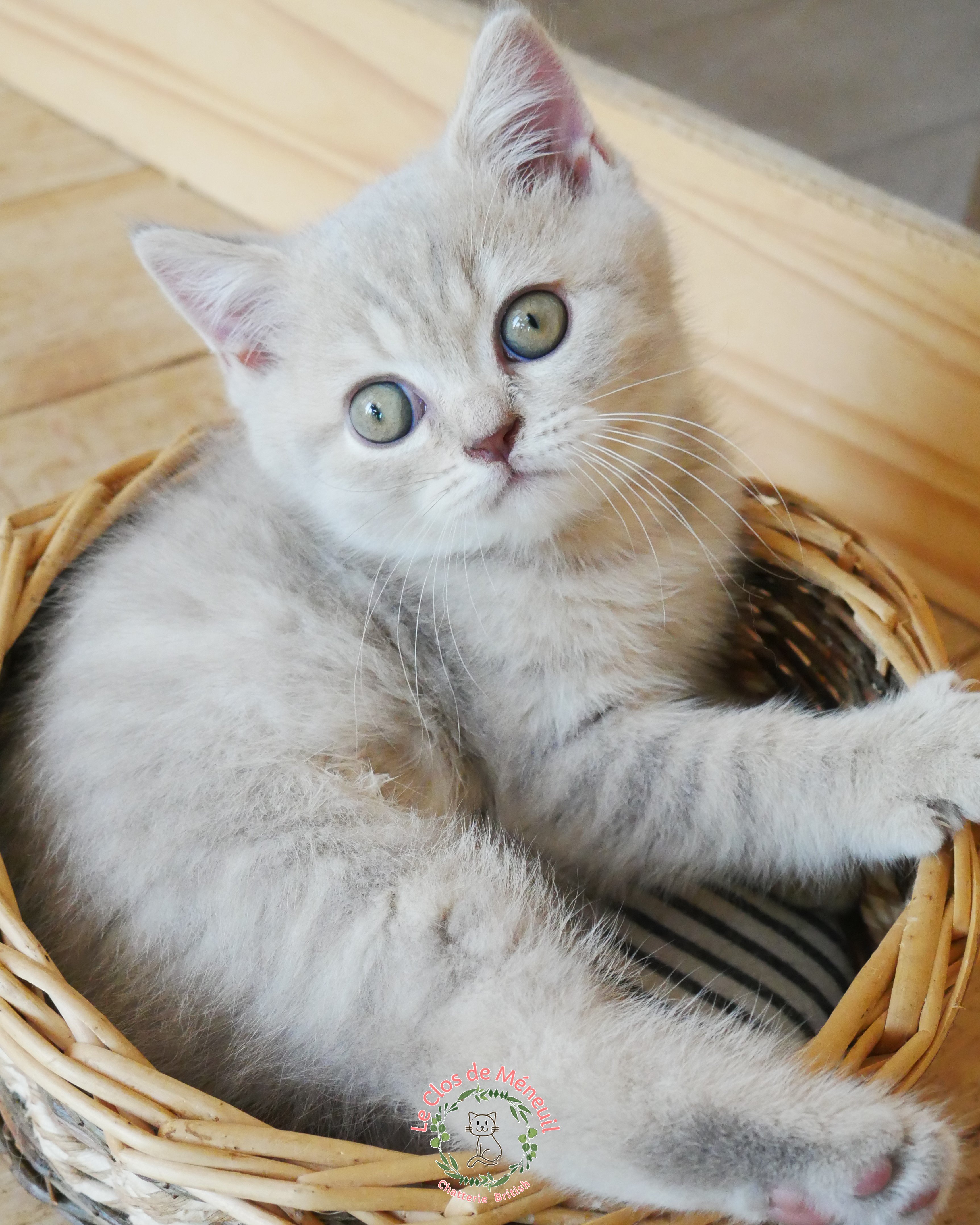Tabby m 9 sem 2 