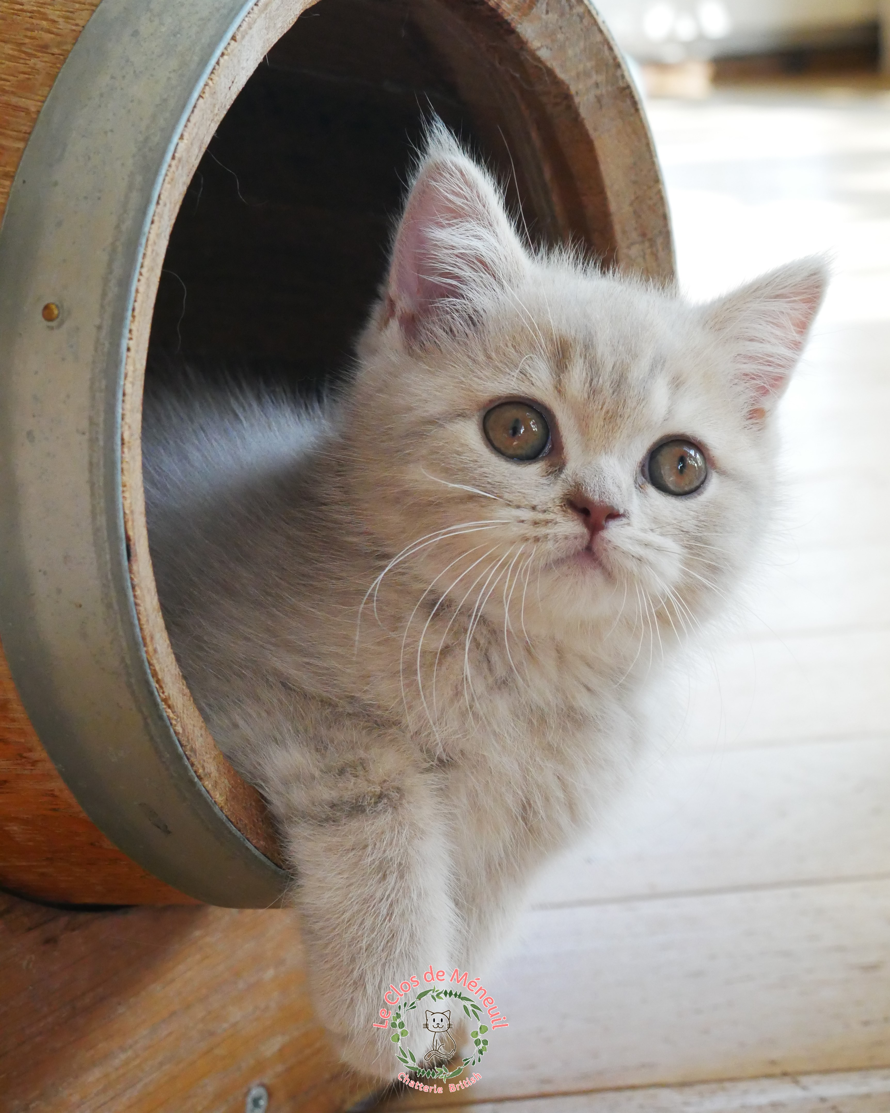 Tabby fem 10 sem 7 