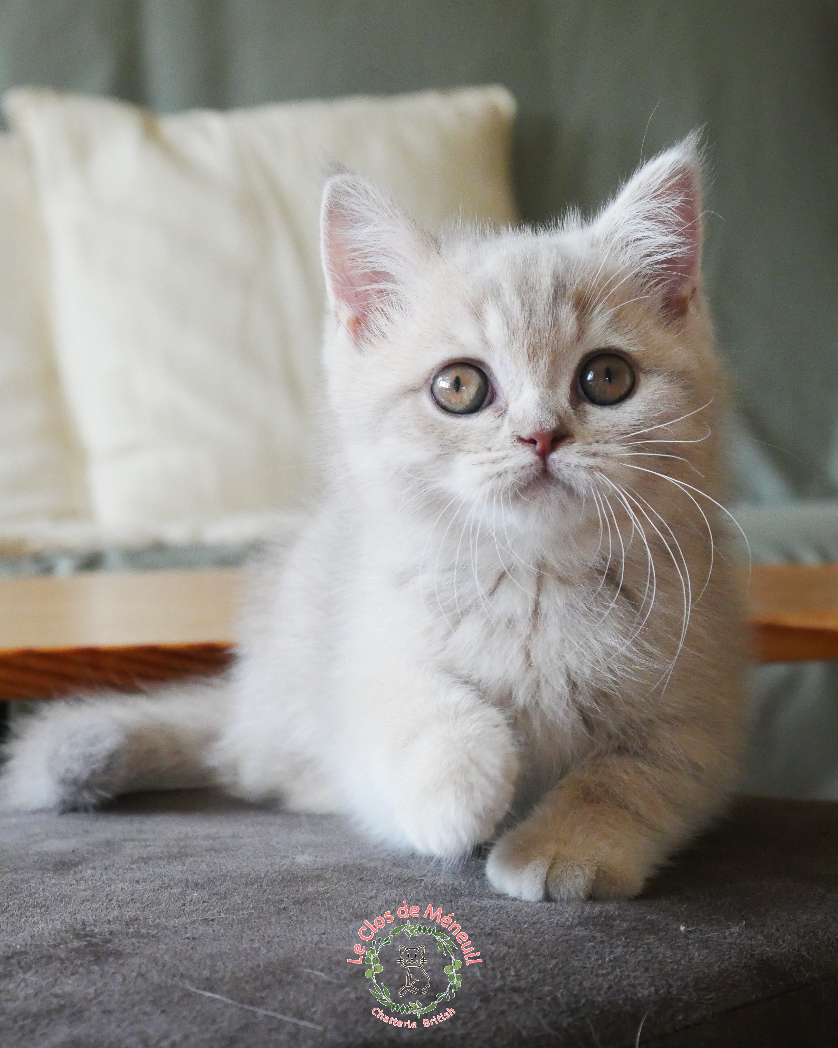 Tabby fem 10 sem 3 