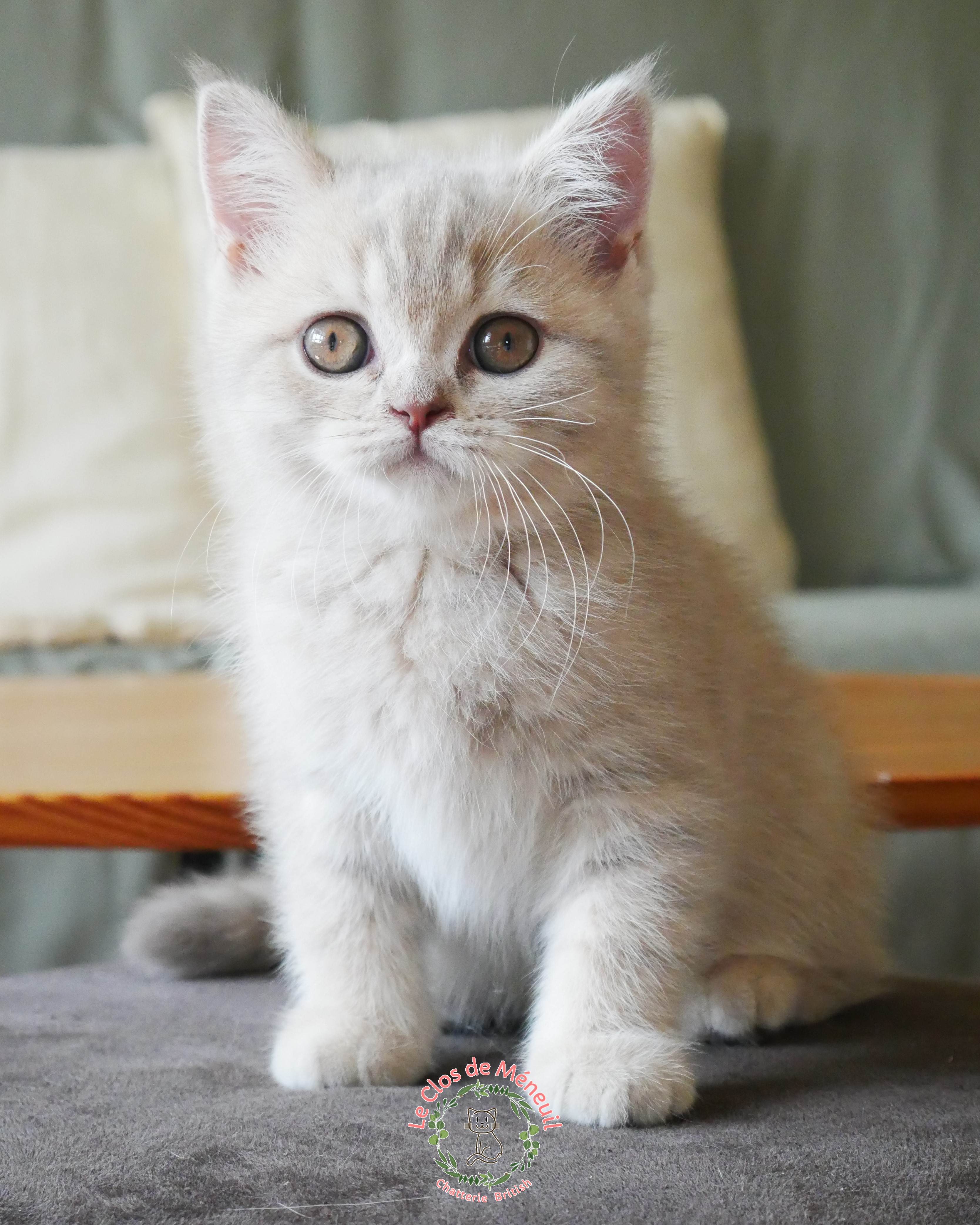 Tabby fem 10 sem 1 
