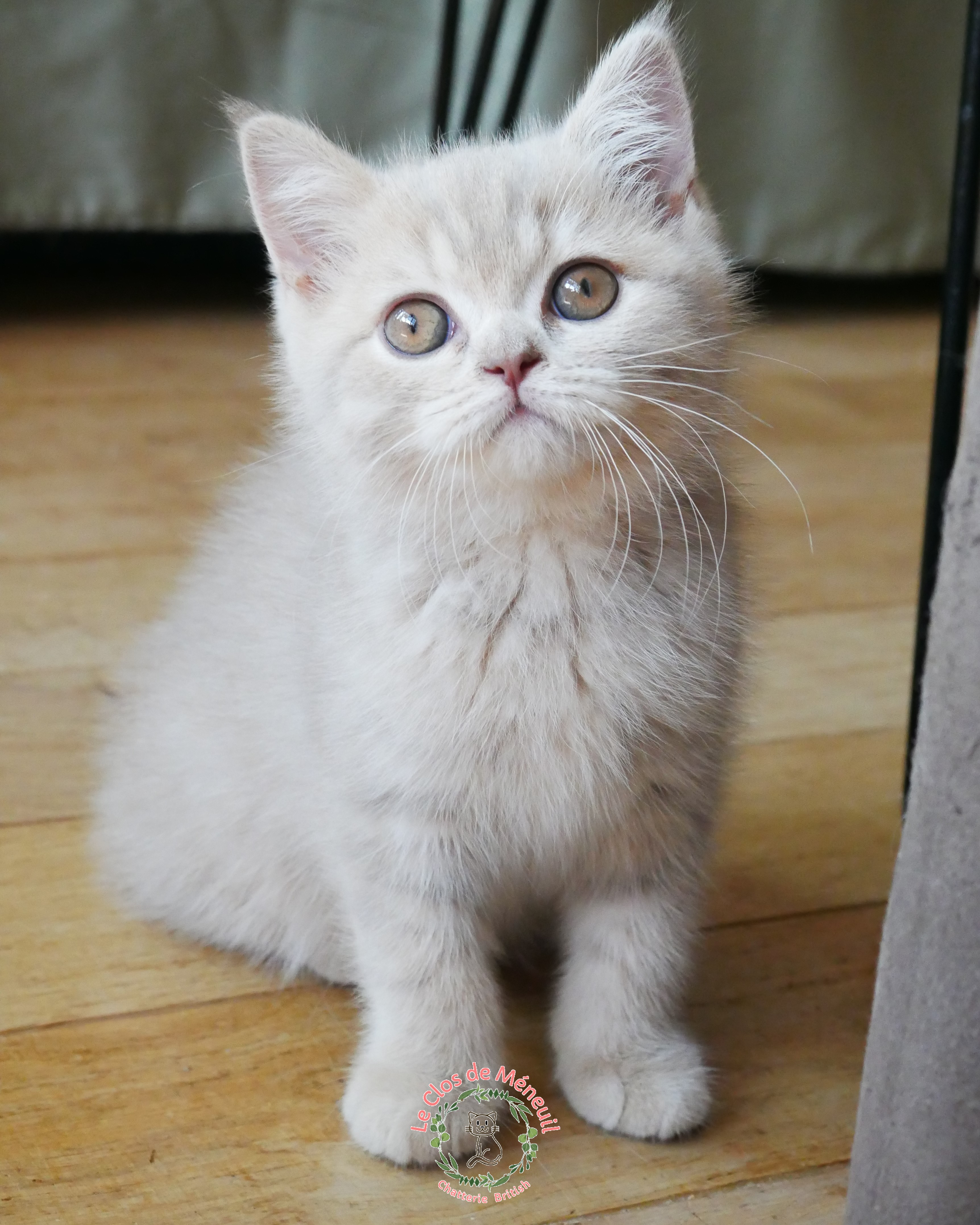Tabby fem 10 sem 9 