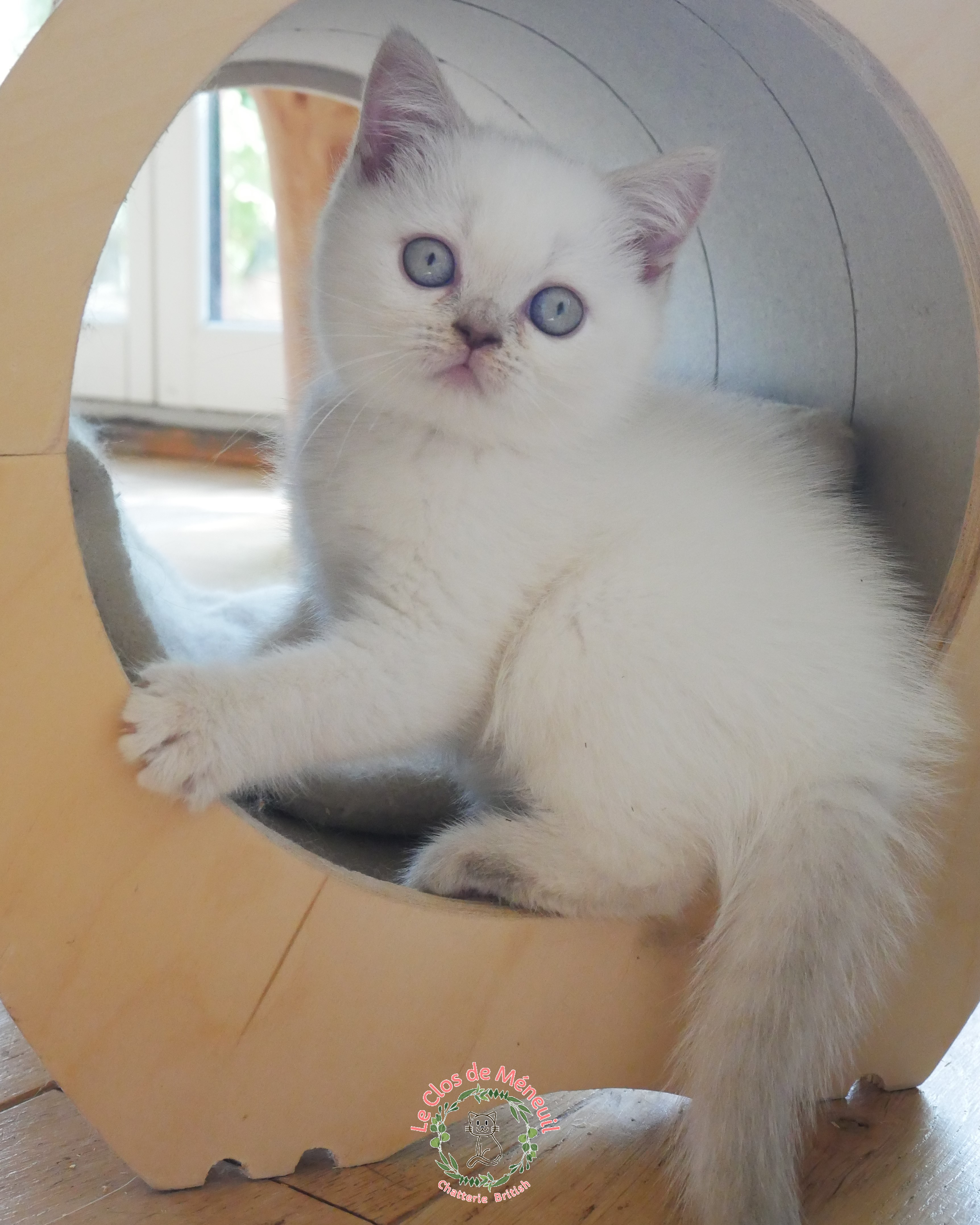 Lilas tabby 10 sem 2 