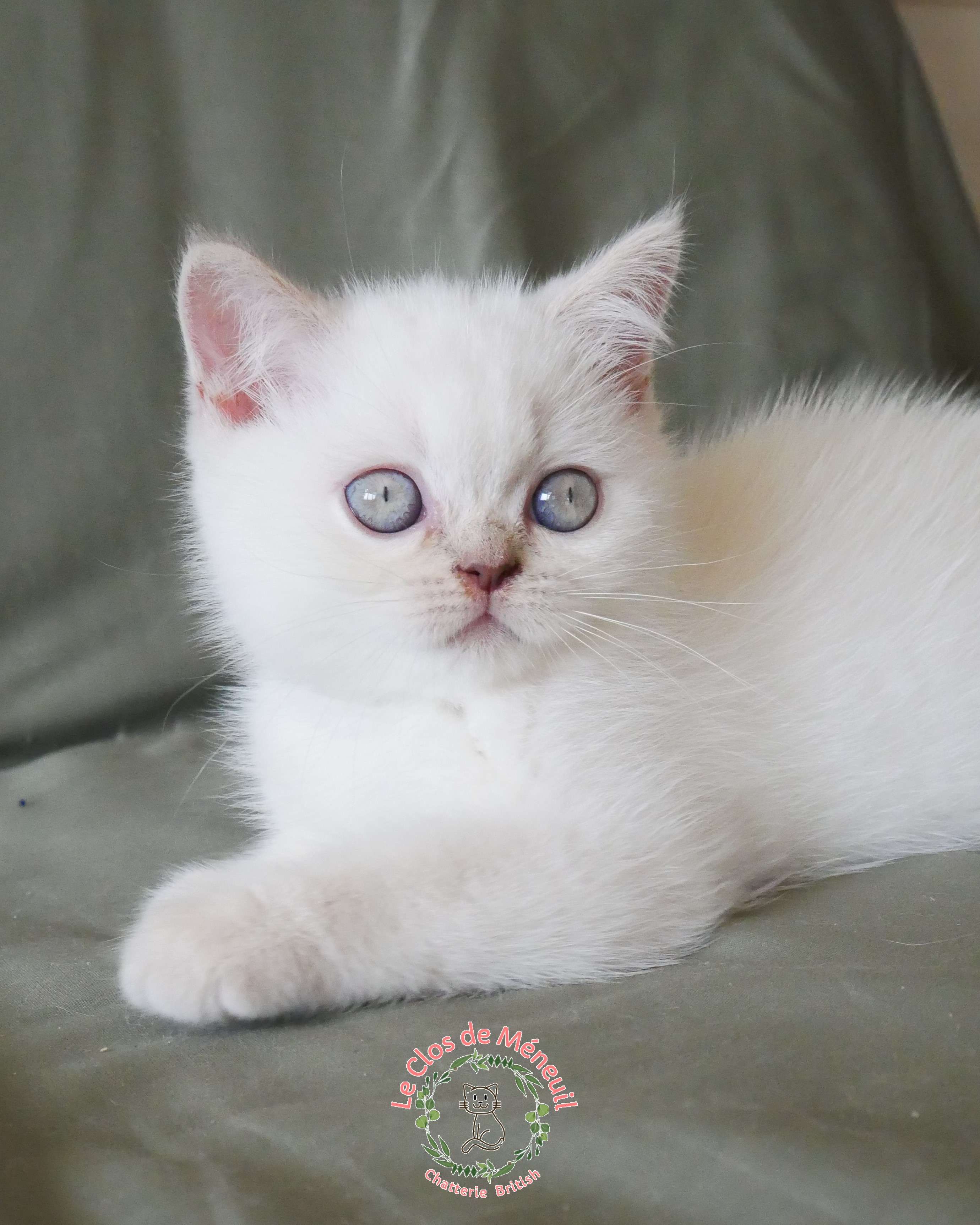 Lilas tabby 10 sem 1 