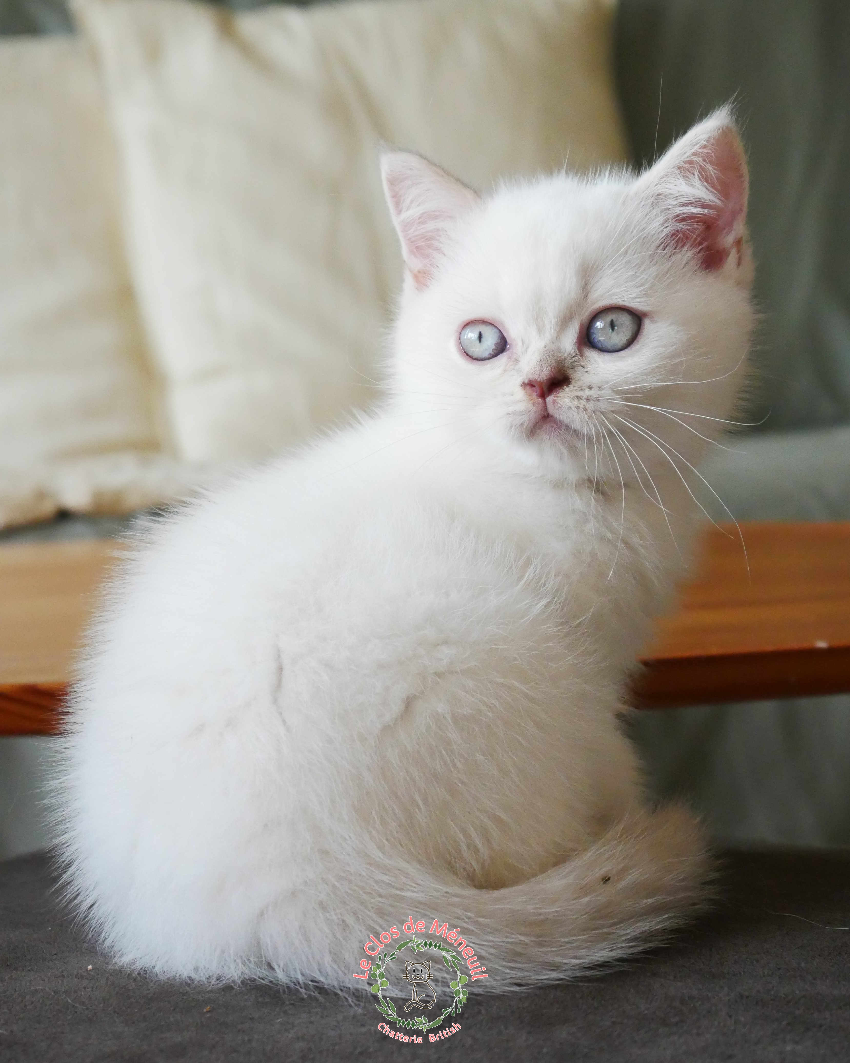 Lilas tabby 10 sem 4 