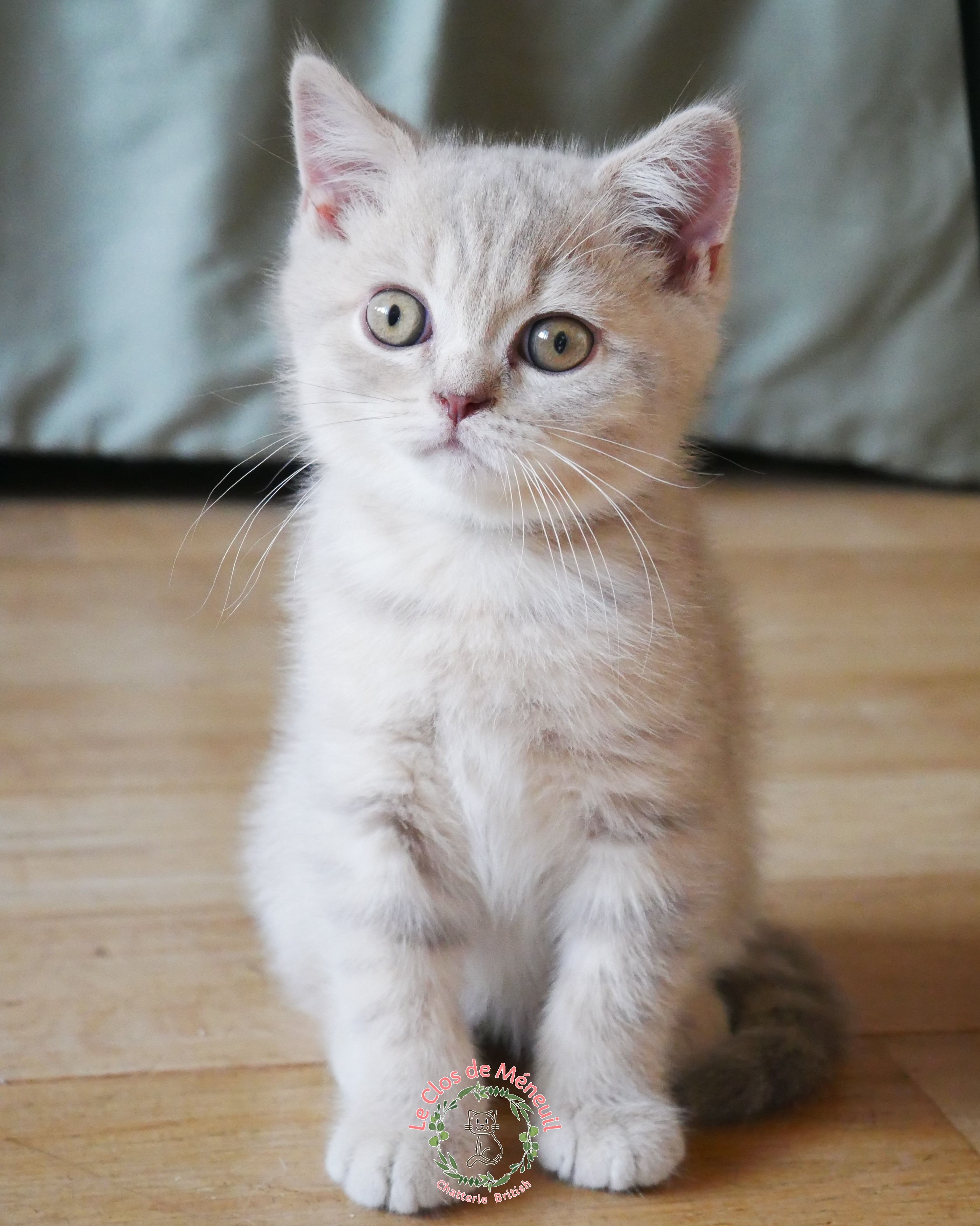 Tabby m 10 sem 1 