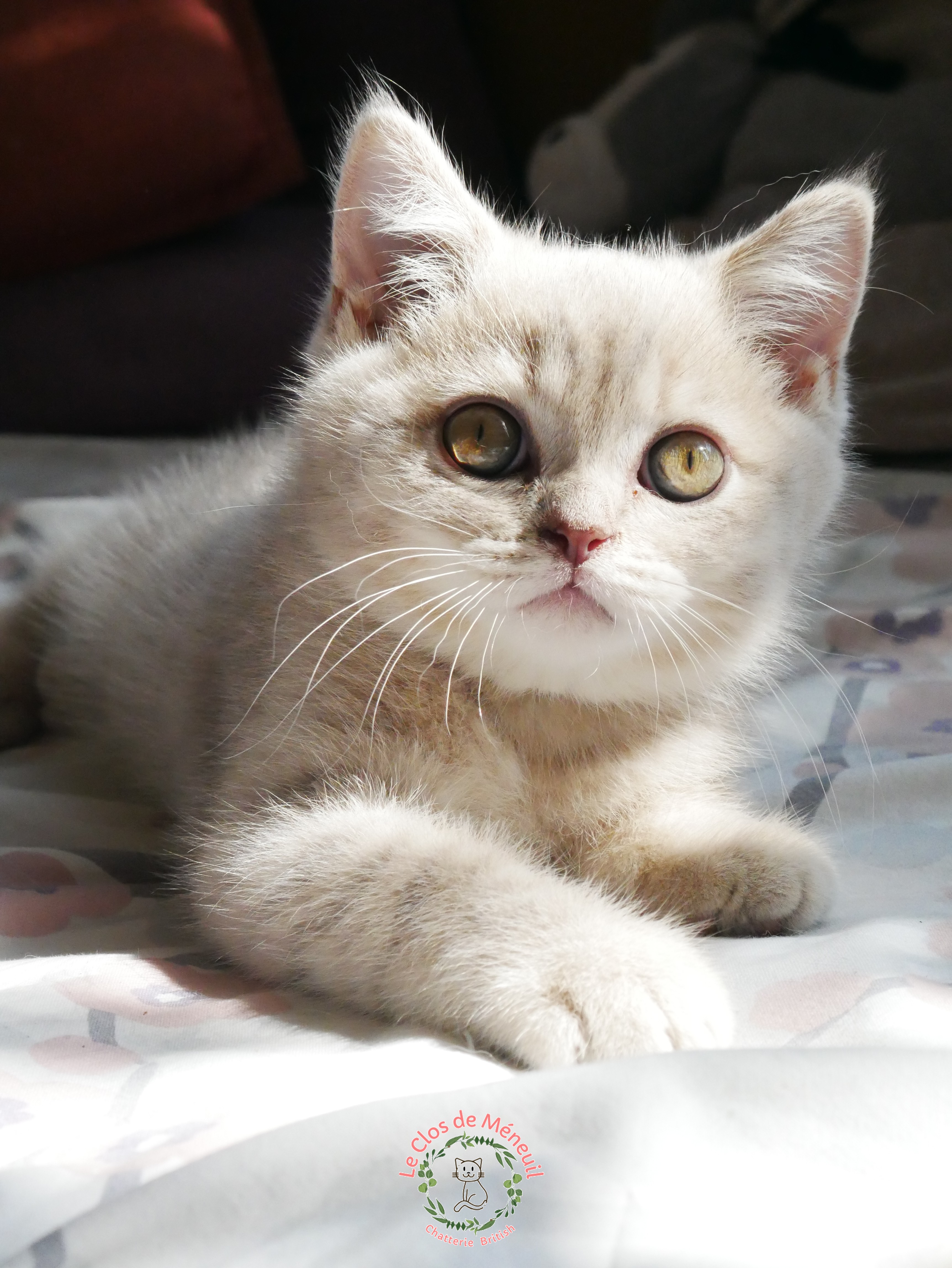 Tabby m 10 sem 6 
