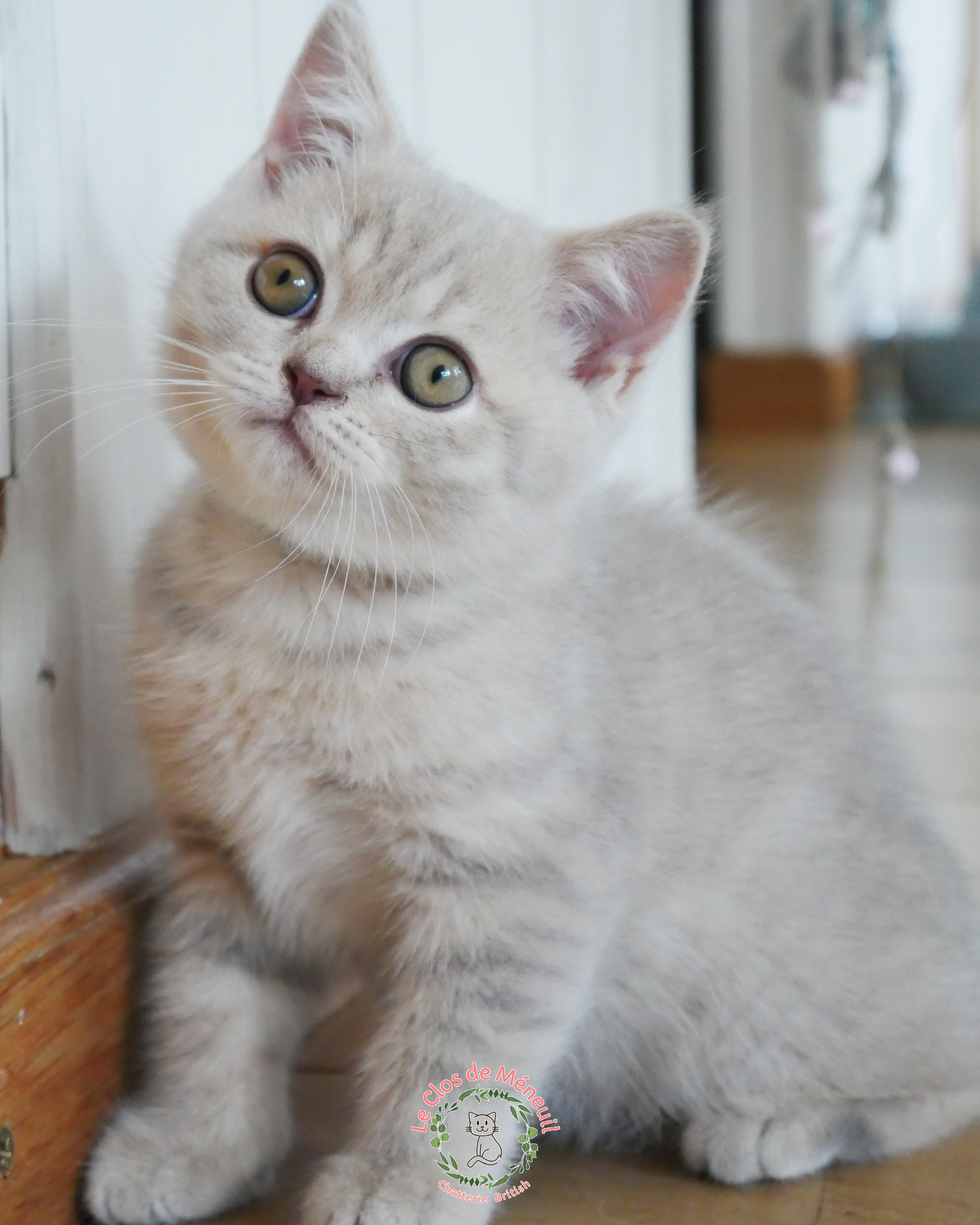 Tabby m 10 sem 5 