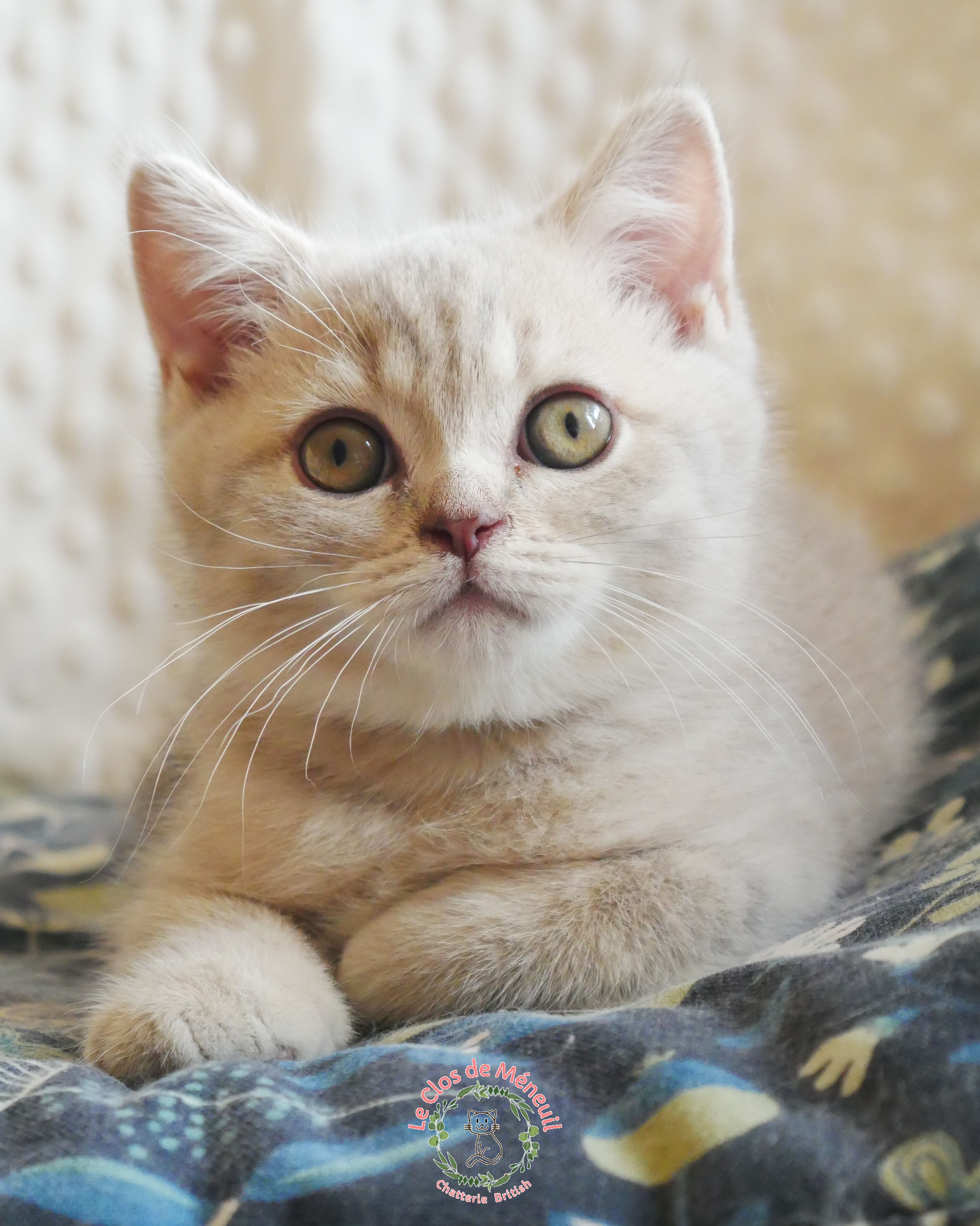 Tabby m 10 sem 4 