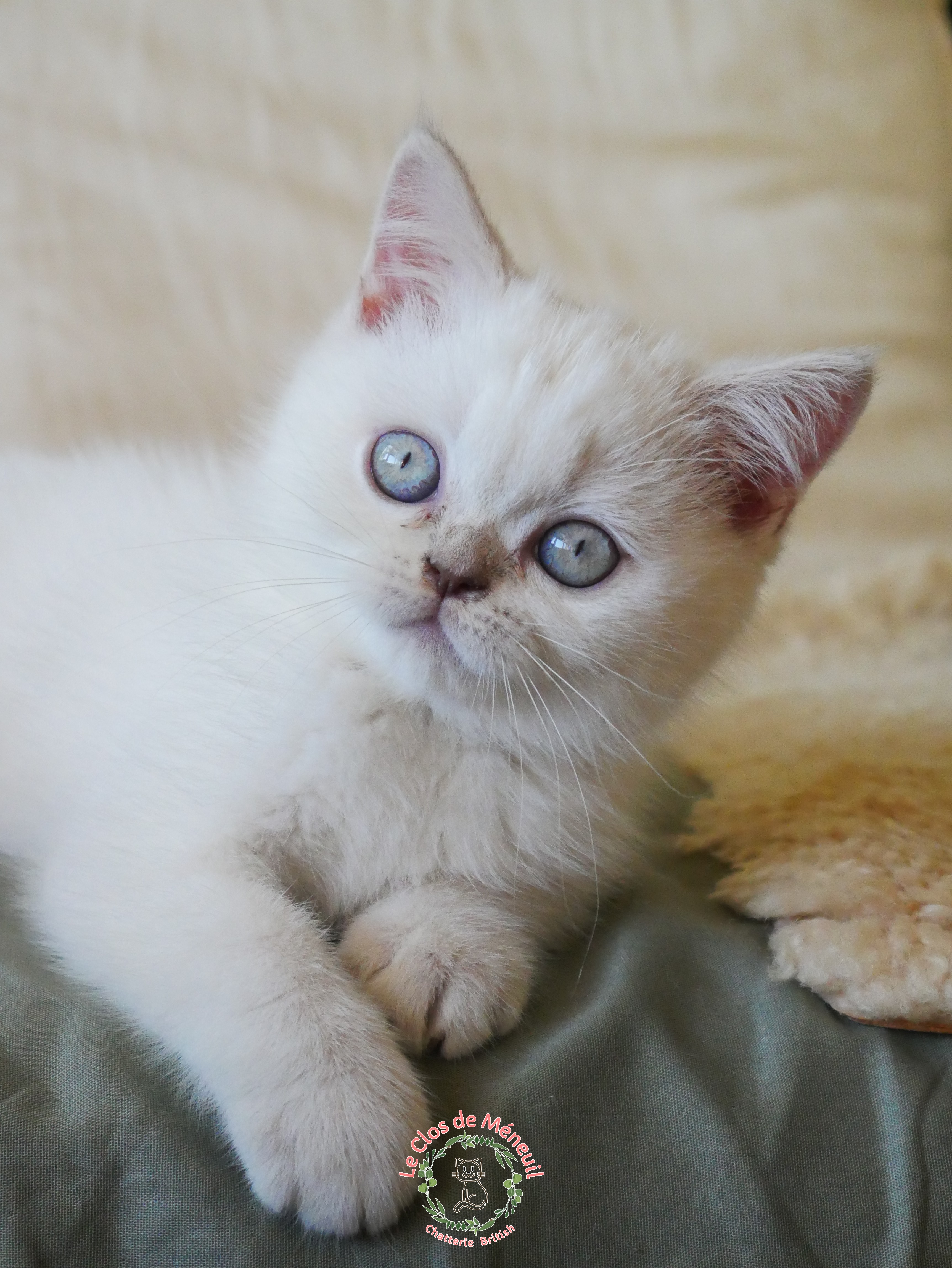 Lilas tabby 11 sem 3 