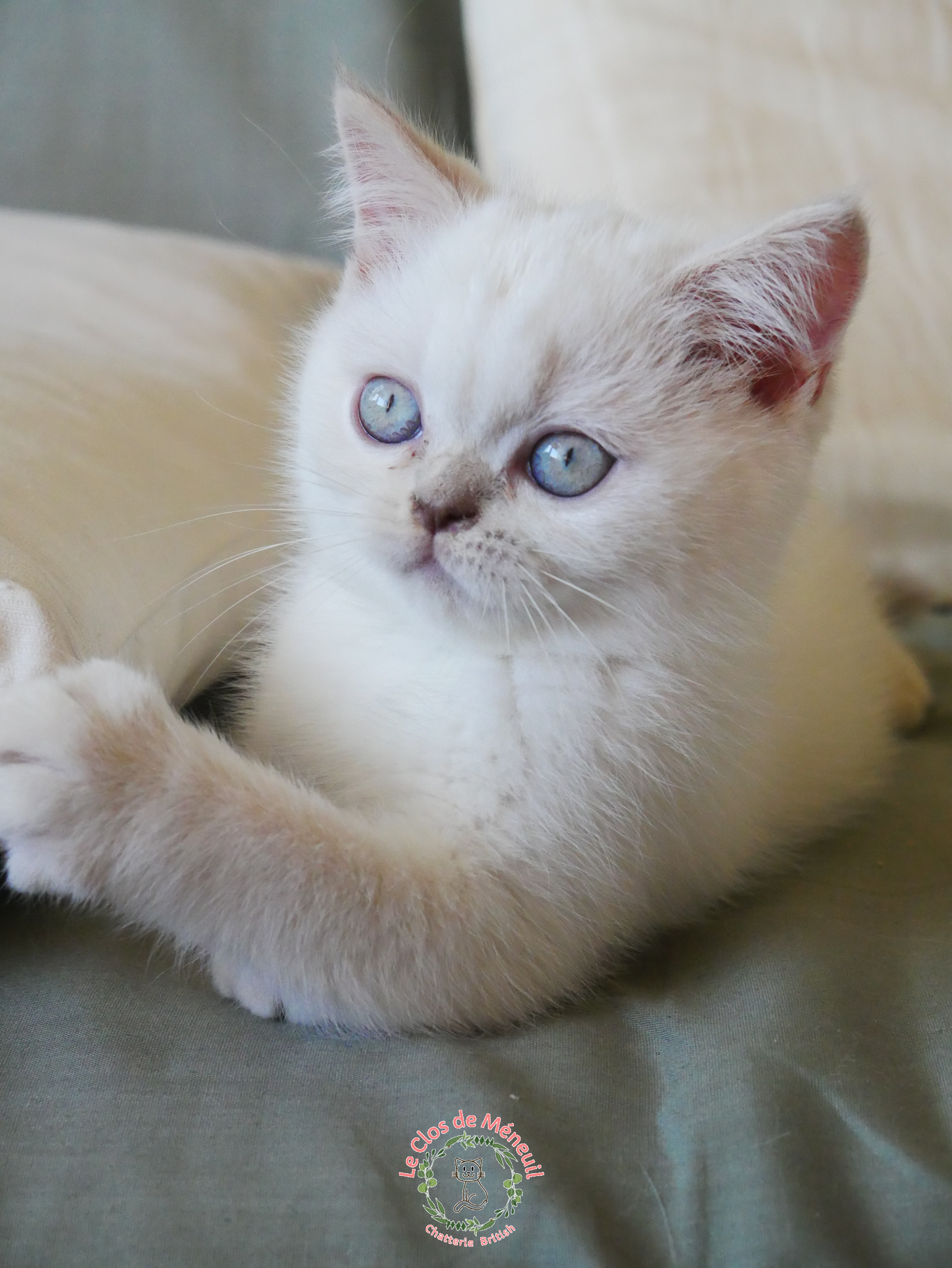 Lilas tabby 11 sem 1 