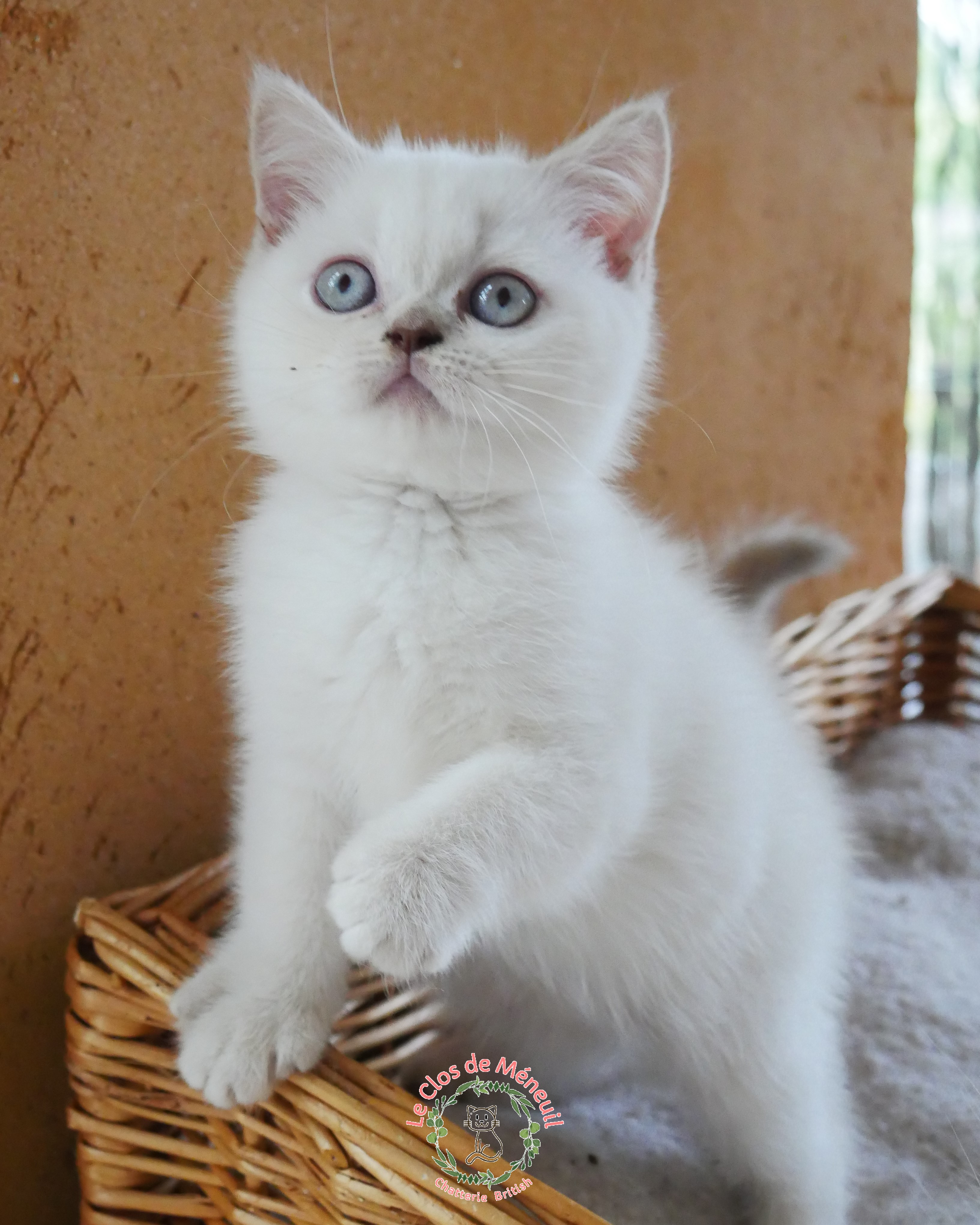 Lilas tabby 10 sem 10 