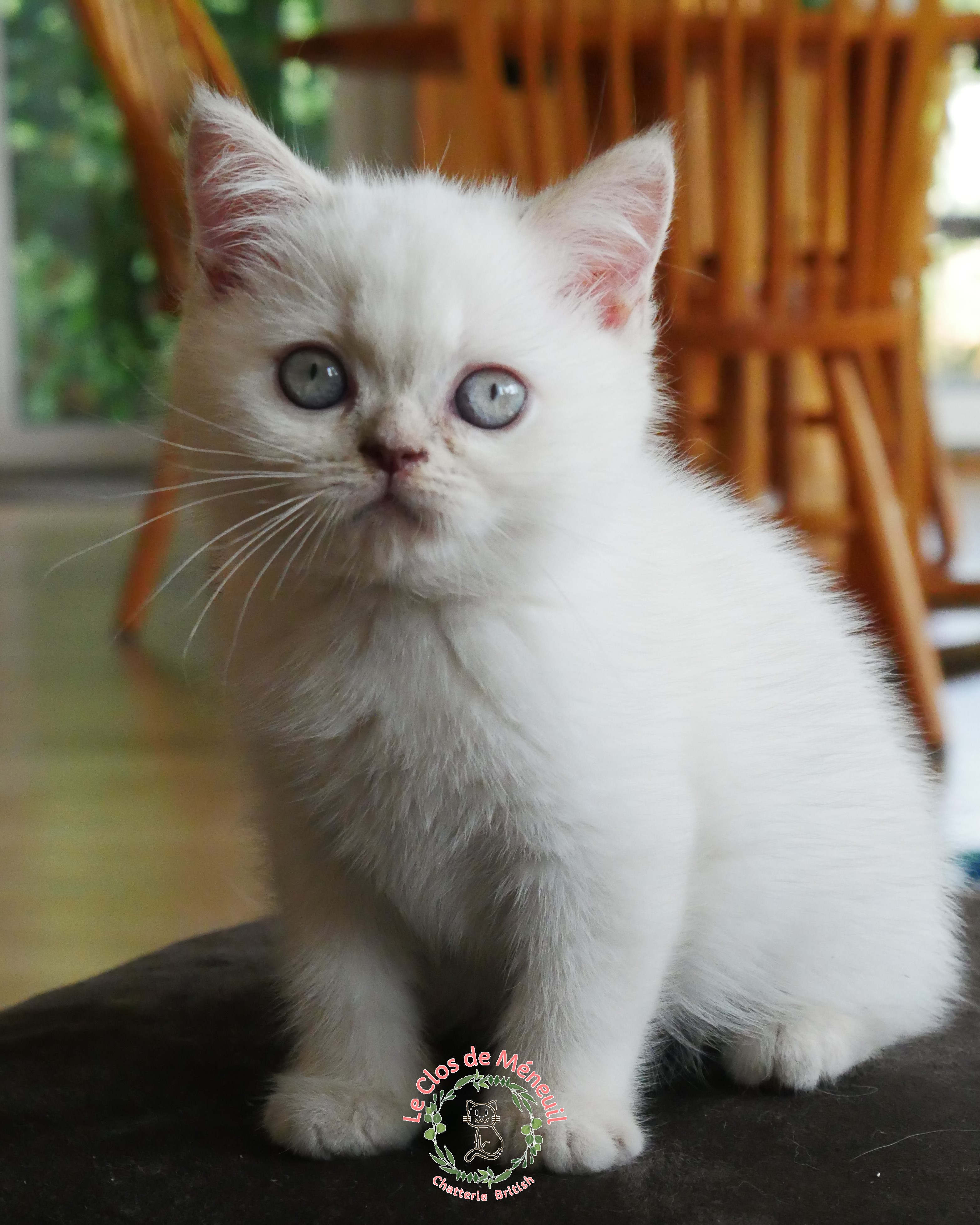 Lilas tabby 10 sem 7 
