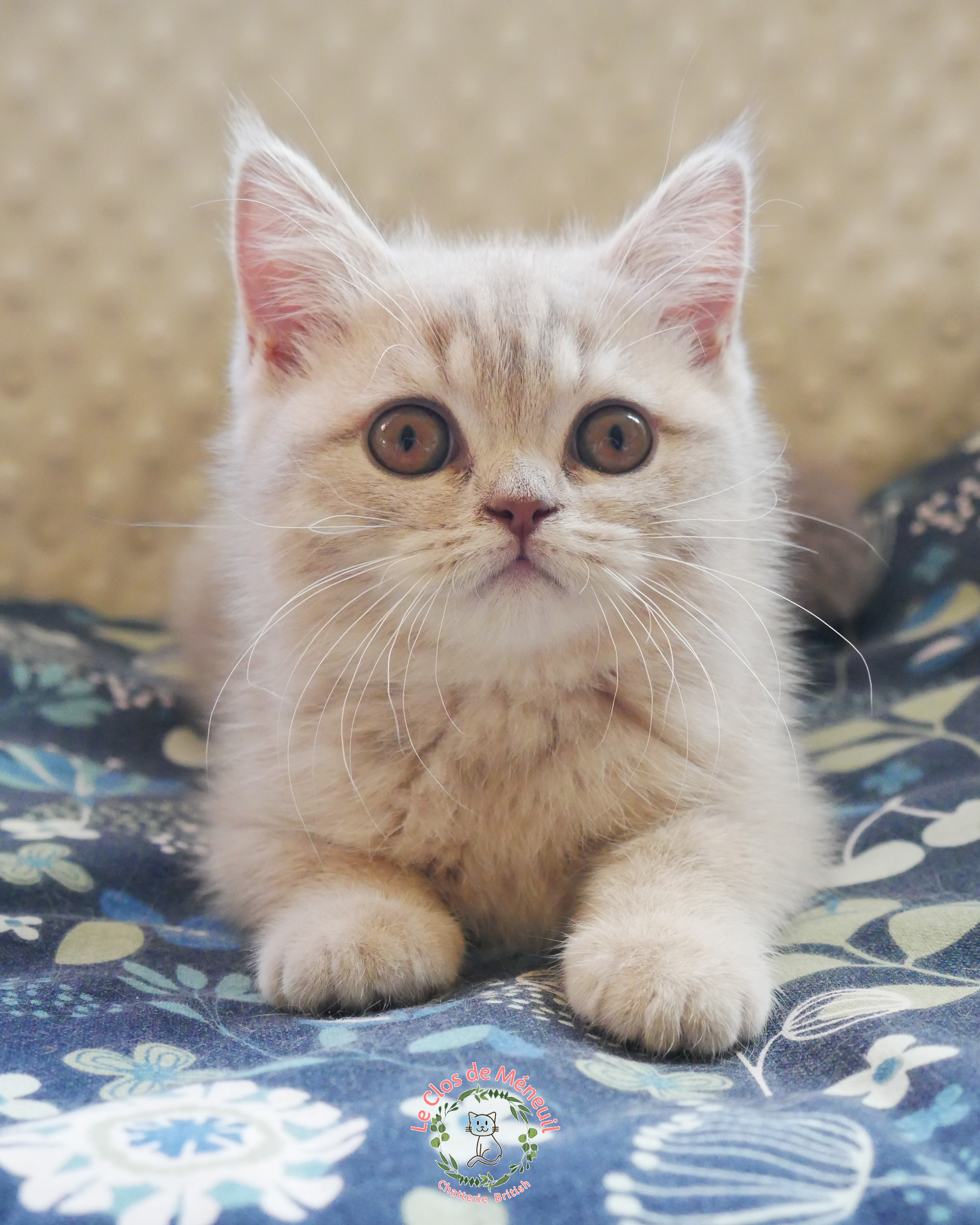 Tabby fem 11 sem 4 