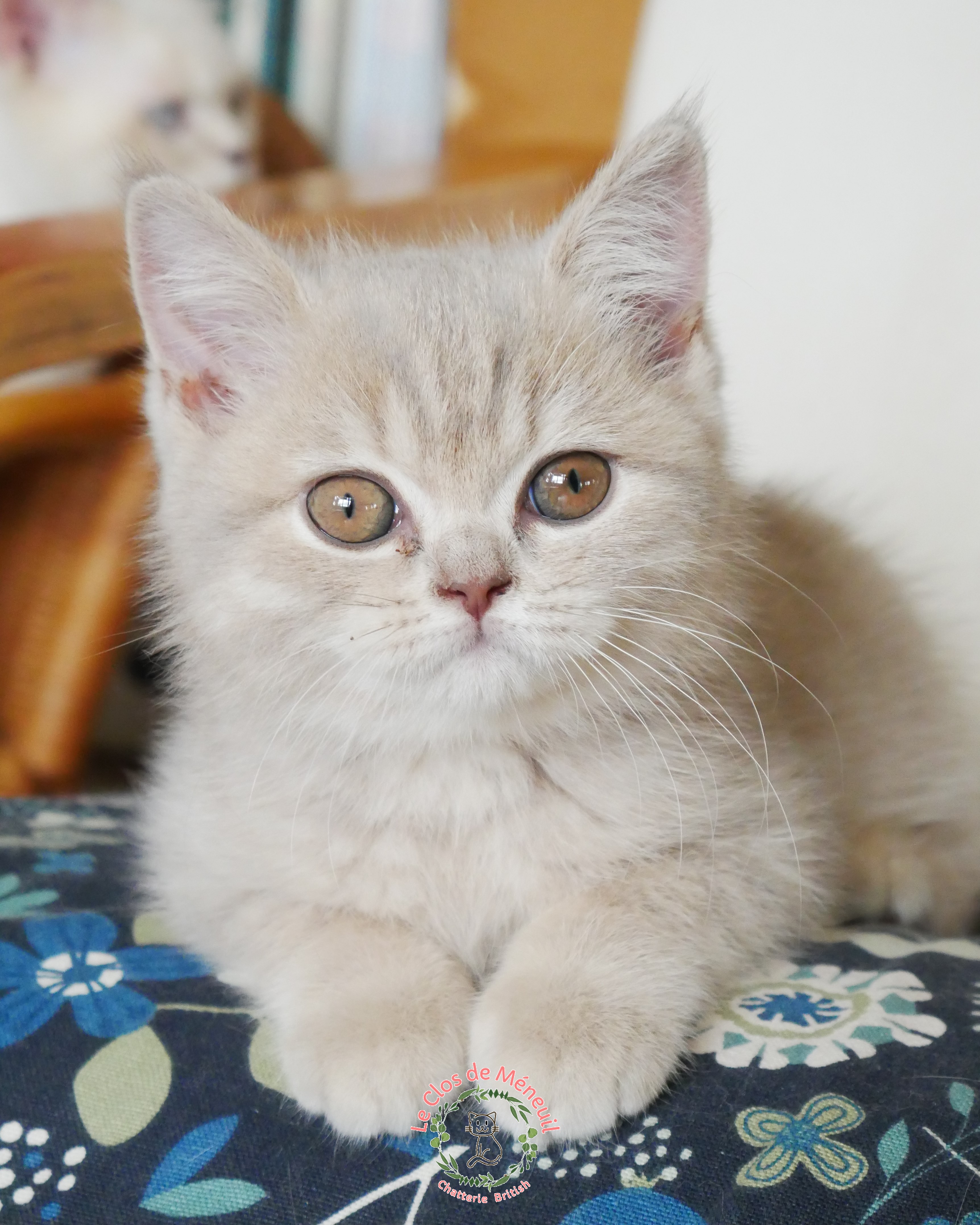 Tabby fem 11 sem 3 