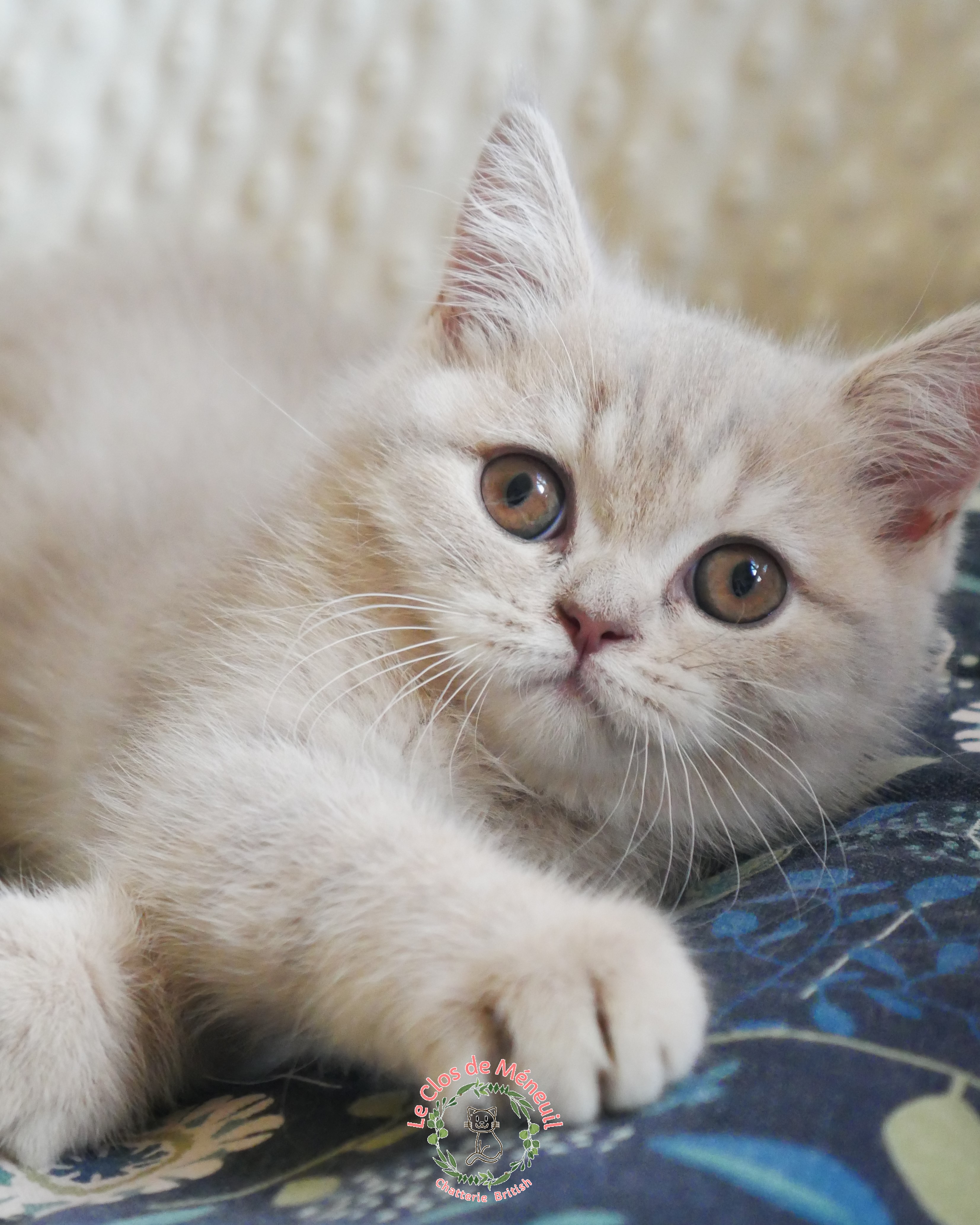 Tabby fem 11 sem 1 