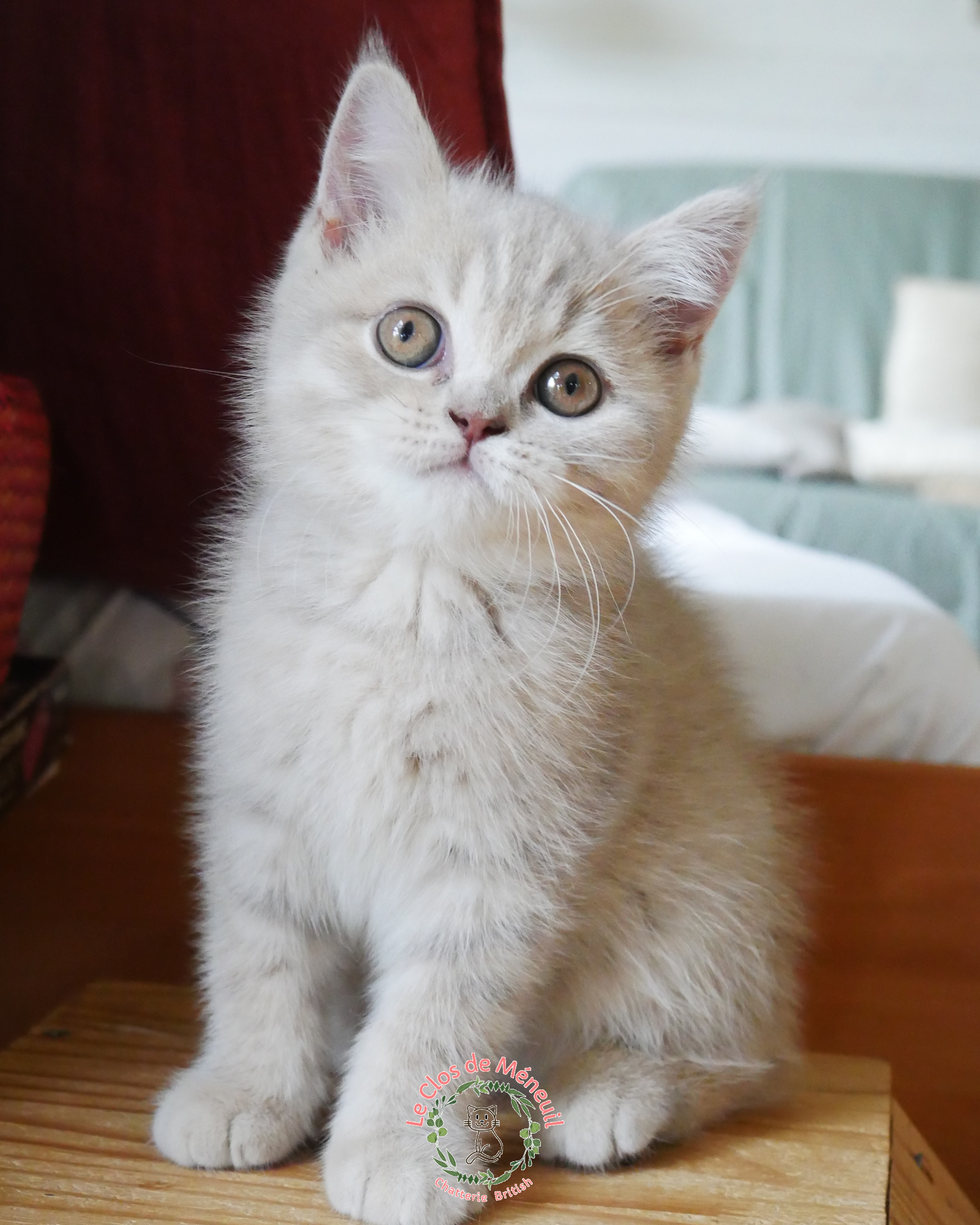 Tabby fem 10 sem