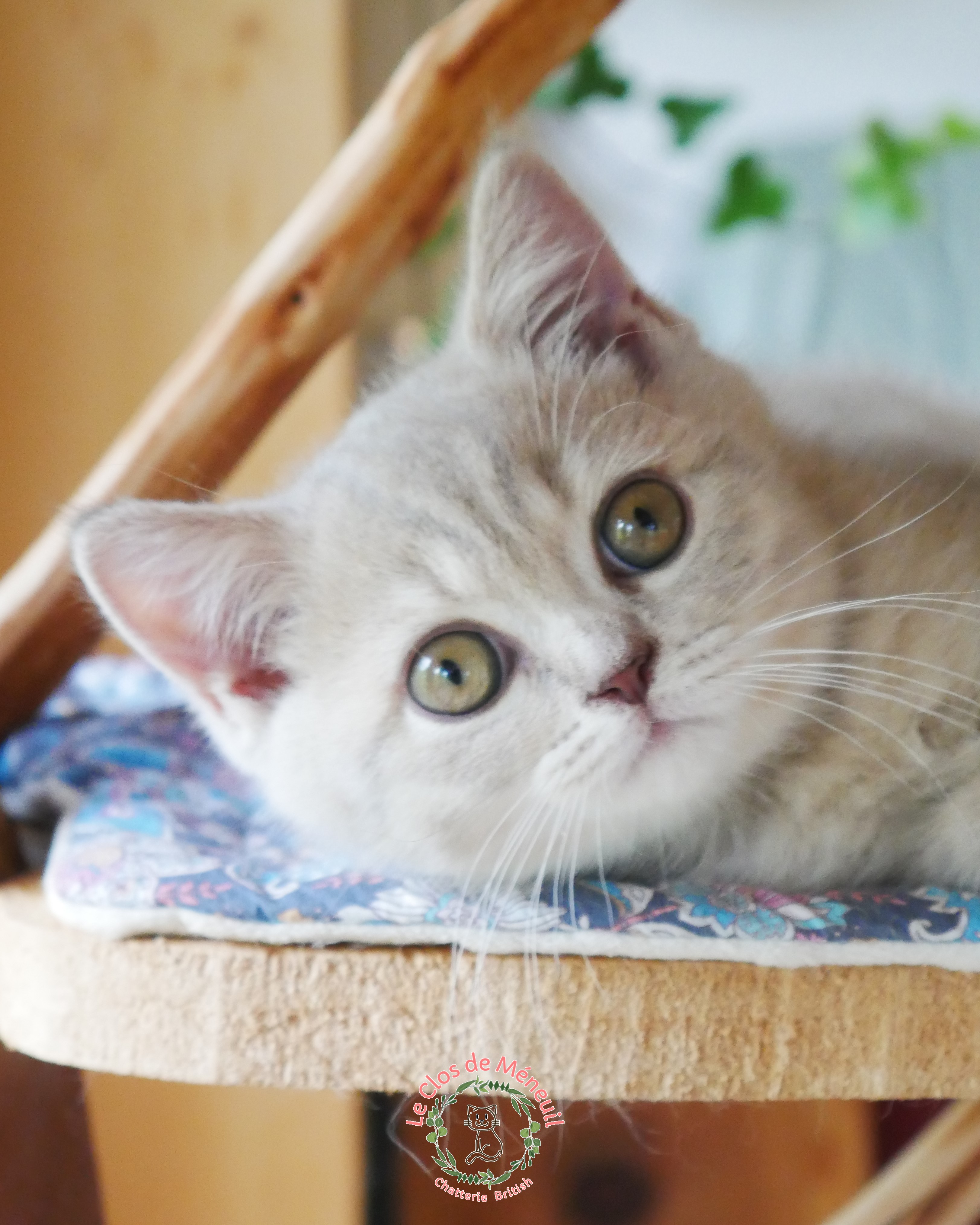 Tabby m 10 sem 7 