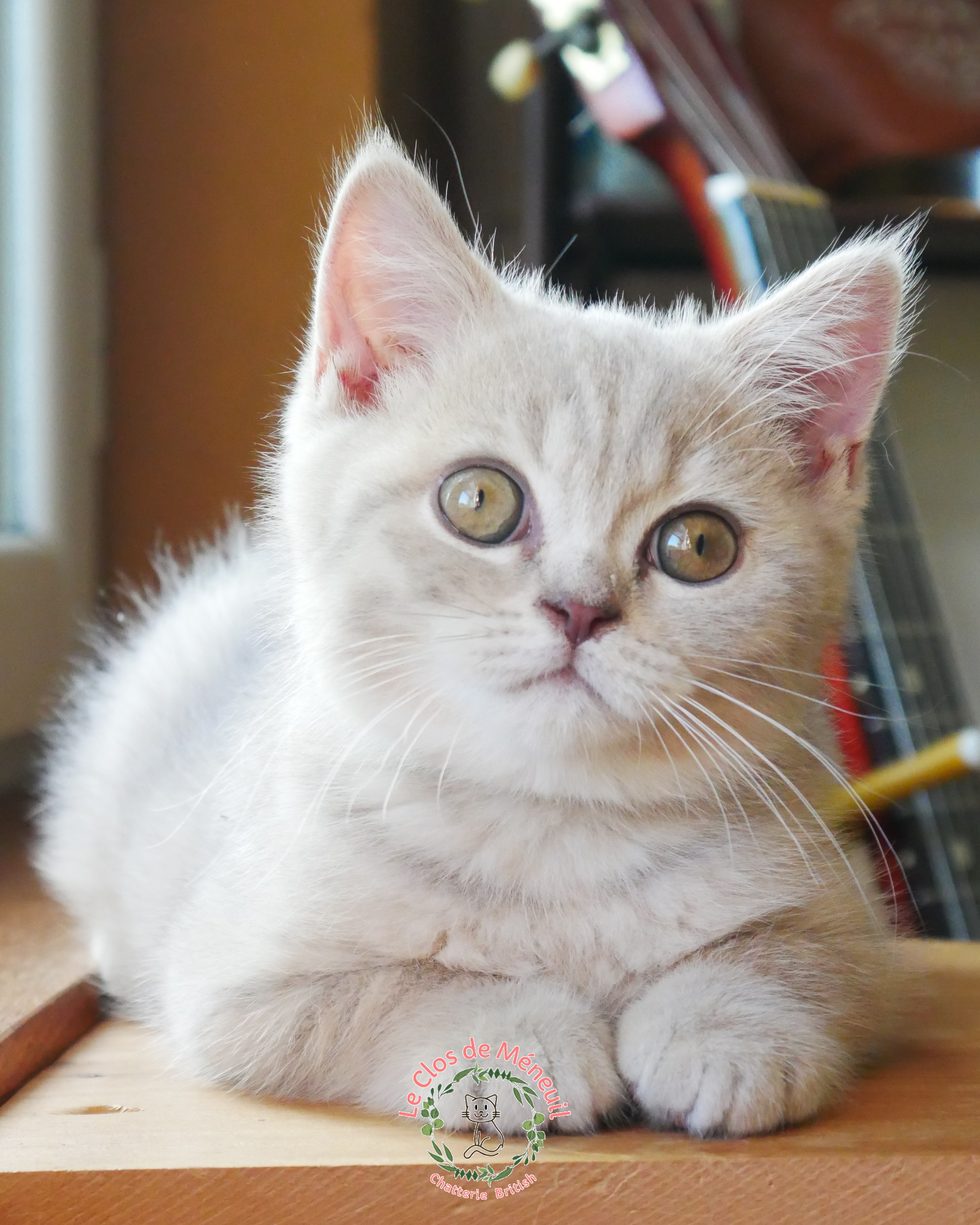 Tabby m 11 sem 1 