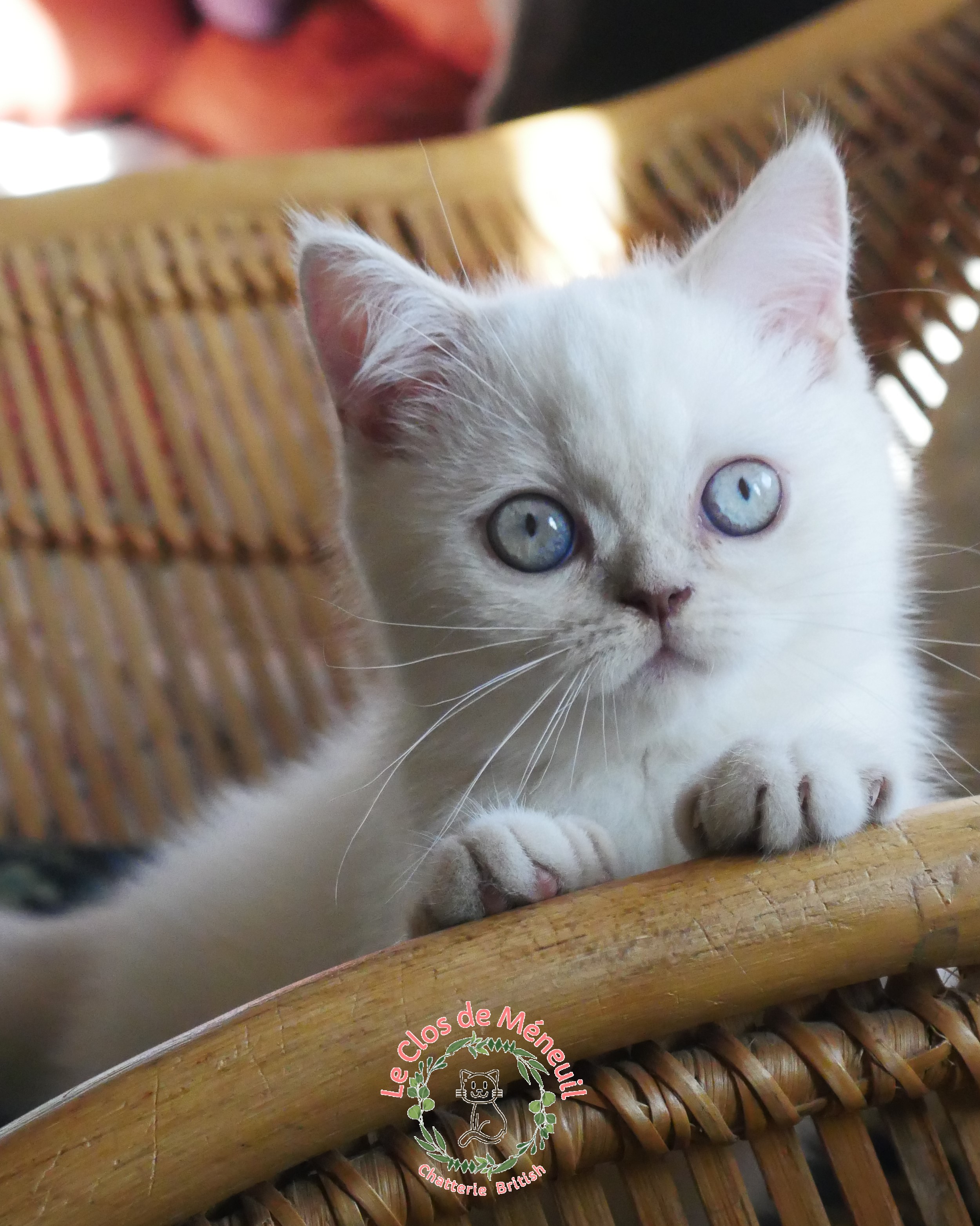 Lilas tabby 13 sem 7 