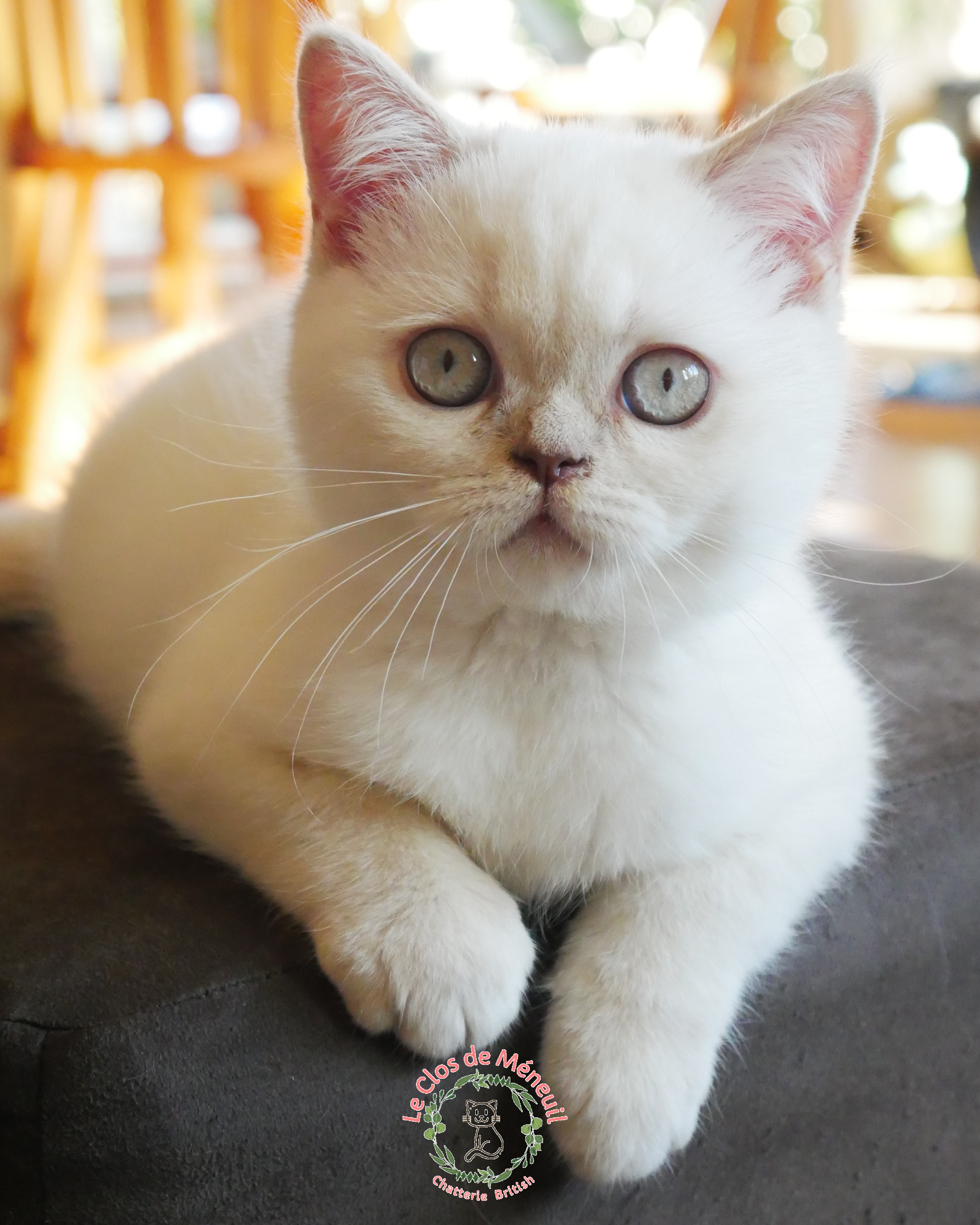 Lilas tabby 15 sem 1 