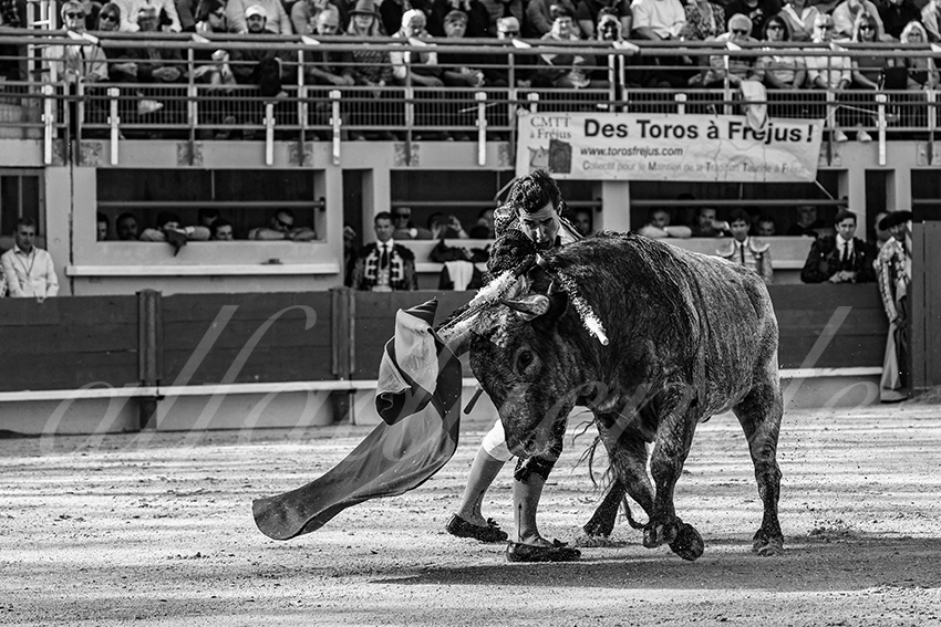 20250405 st martin de crau 022 fd