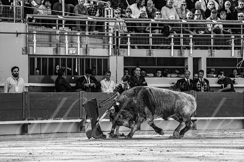 20250405 st martin de crau 020 fd