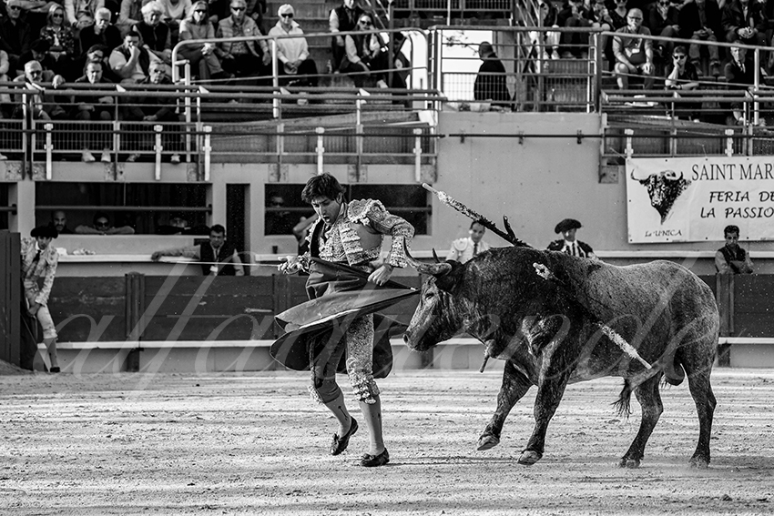 20250405 st martin de crau 009 fd