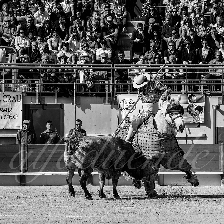 20250405 st martin de crau 004 fd