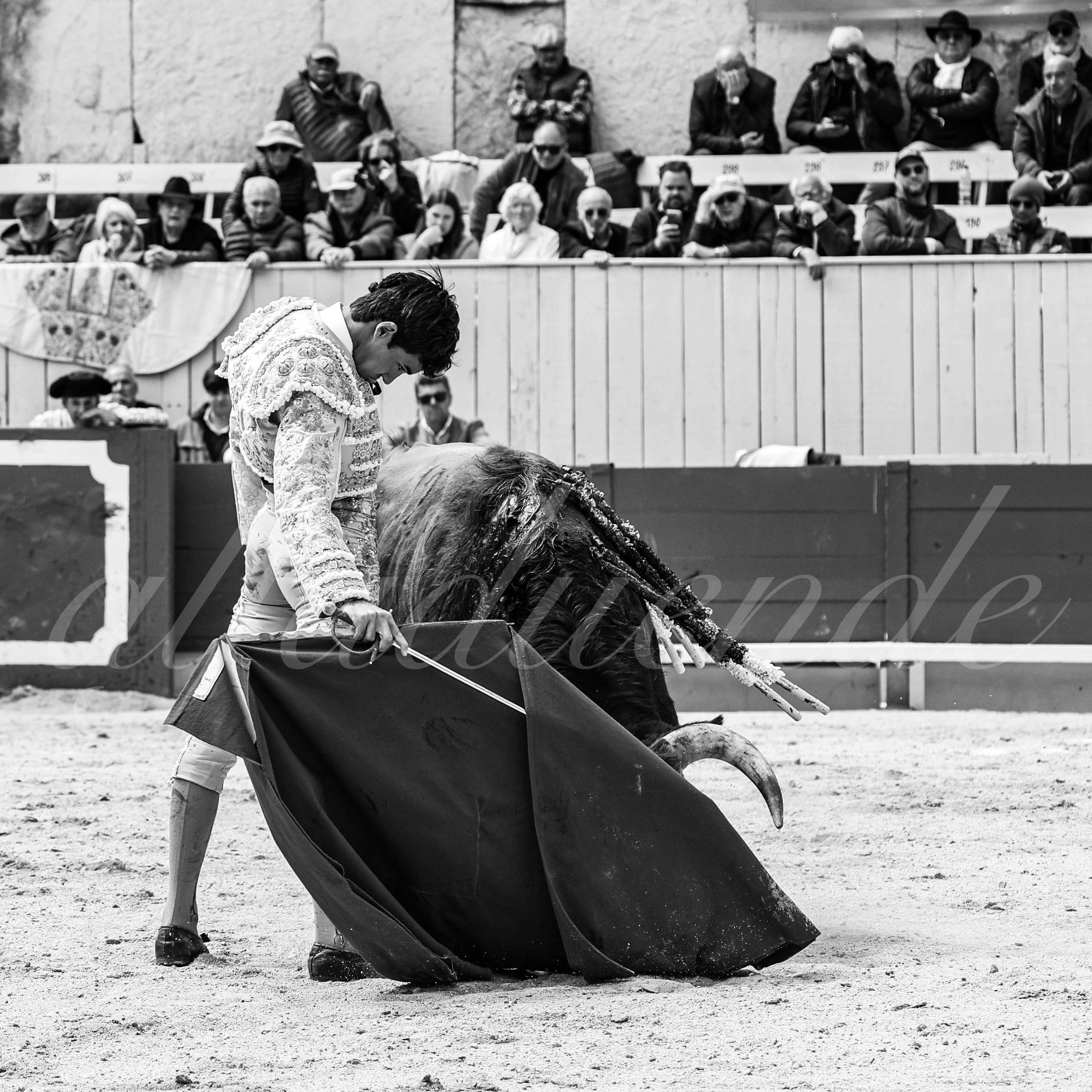 20250419 nov arles 009 fd