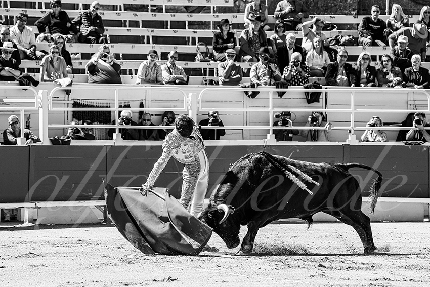 20250420 arles nov 007 fd