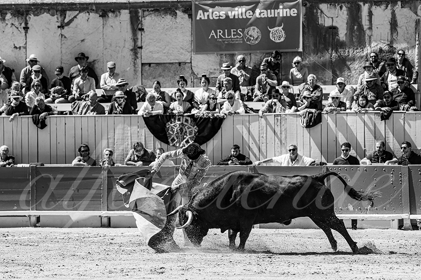 20250420 arles nov 005 fd