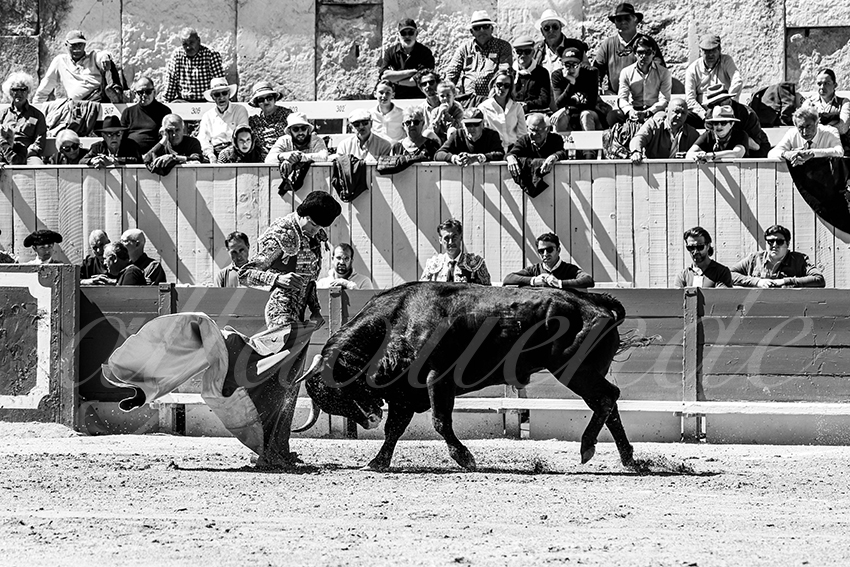 20250420 arles nov 002 fd