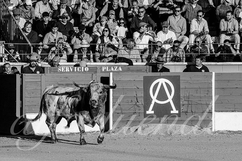 20250426 guadalix corrida 017 fd