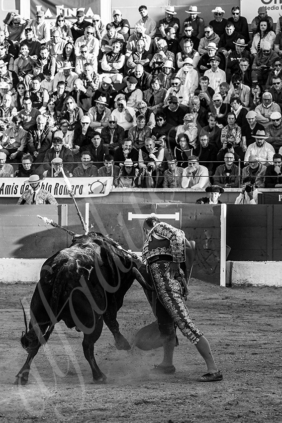 20250426 guadalix corrida 009 fd